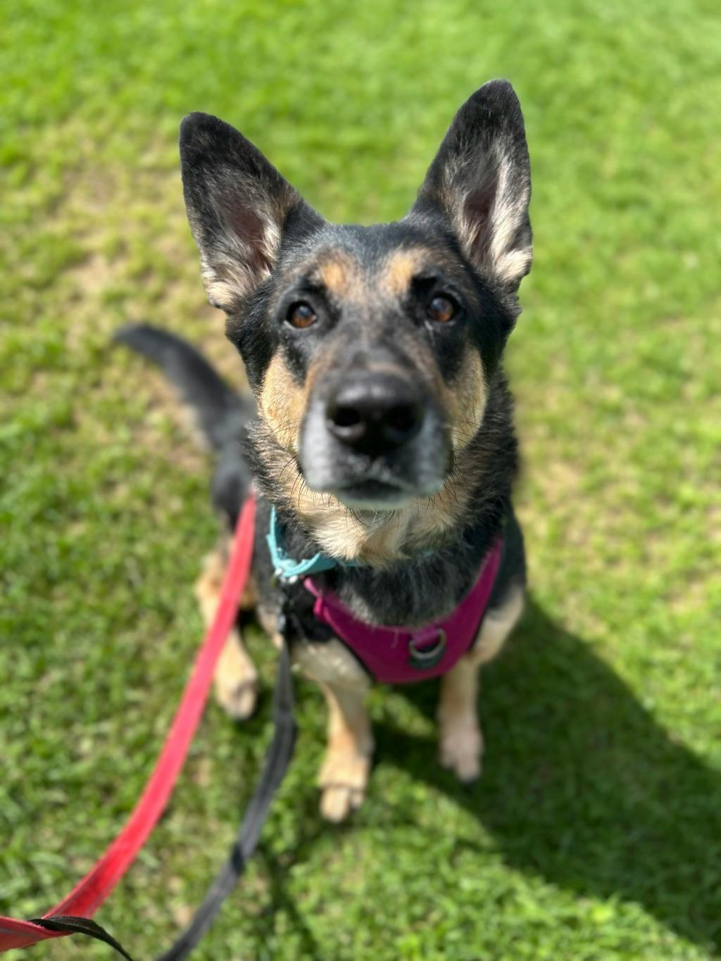Shadow, a 7 years and 1 month old Beige Female German Shepherd Dog