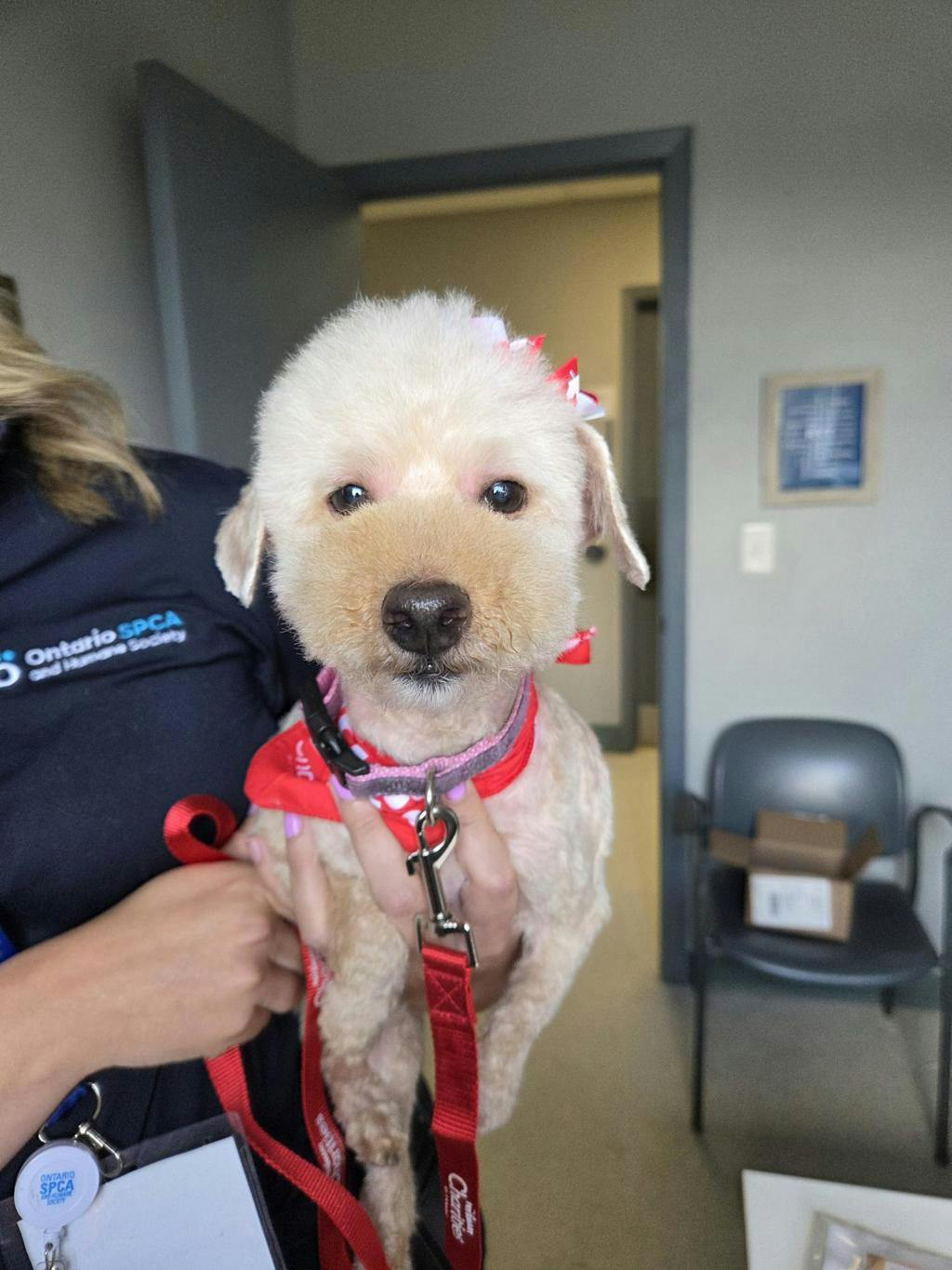 Peanut (delayed Adoption)