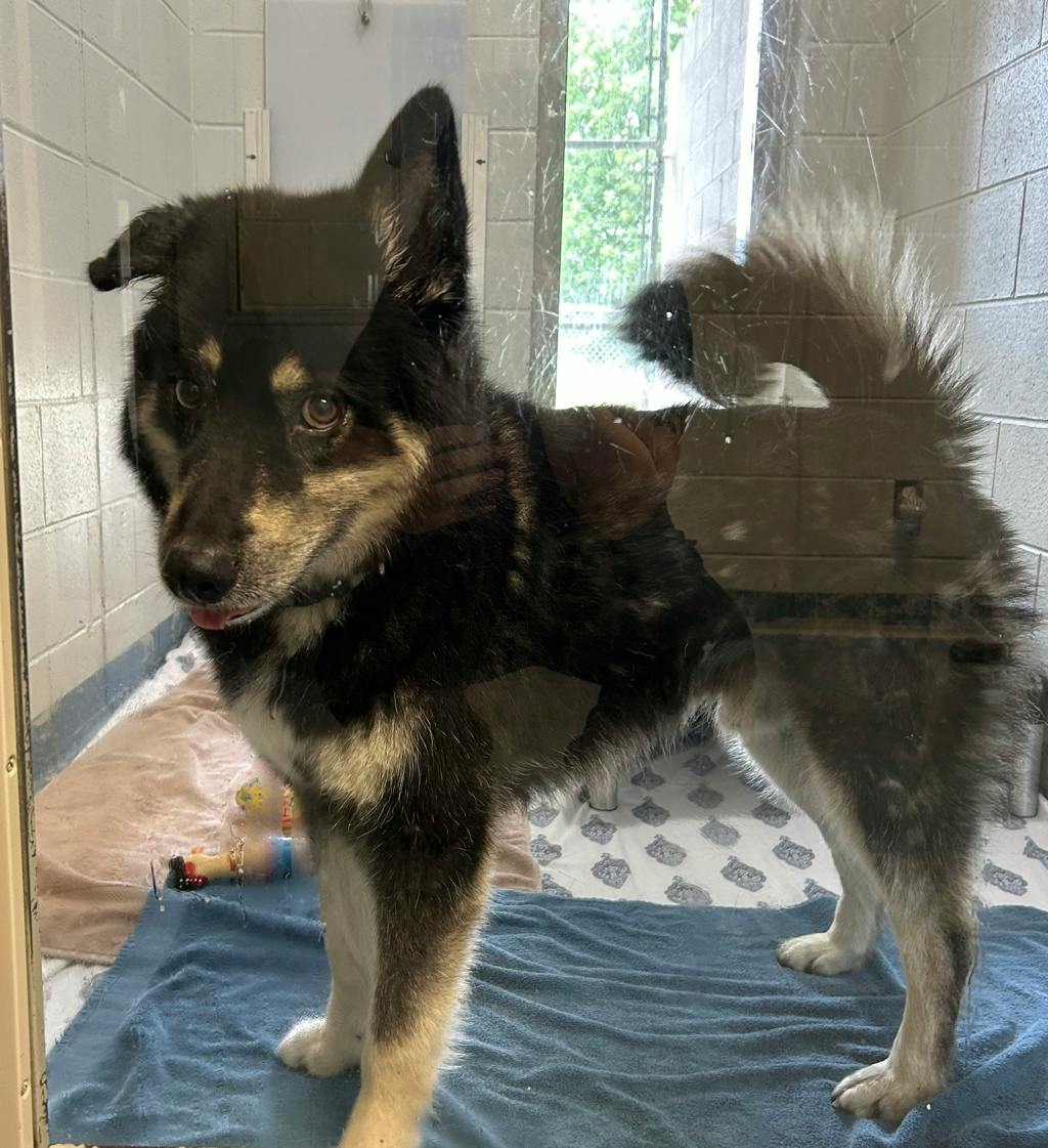 Siberian Husky