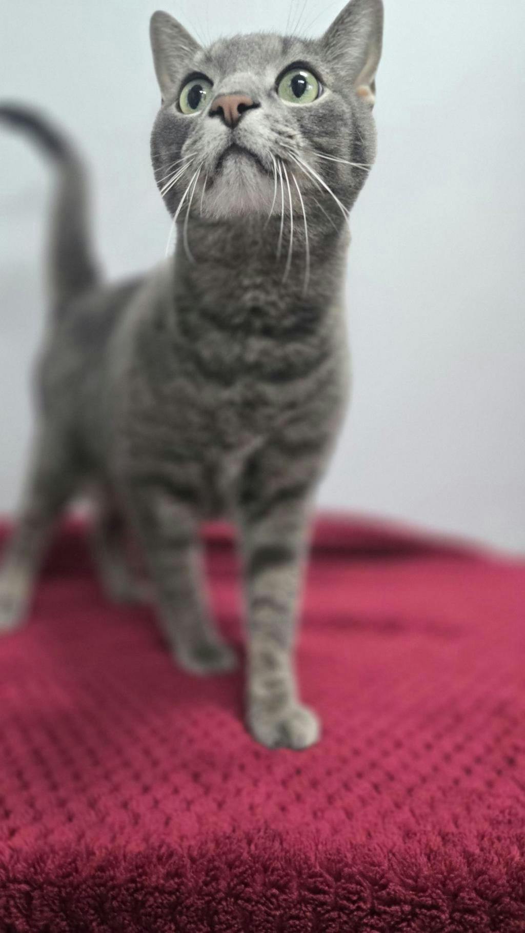 Smokey Image