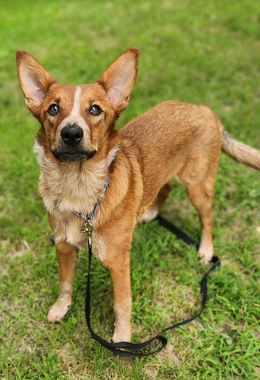 Australian Cattledog