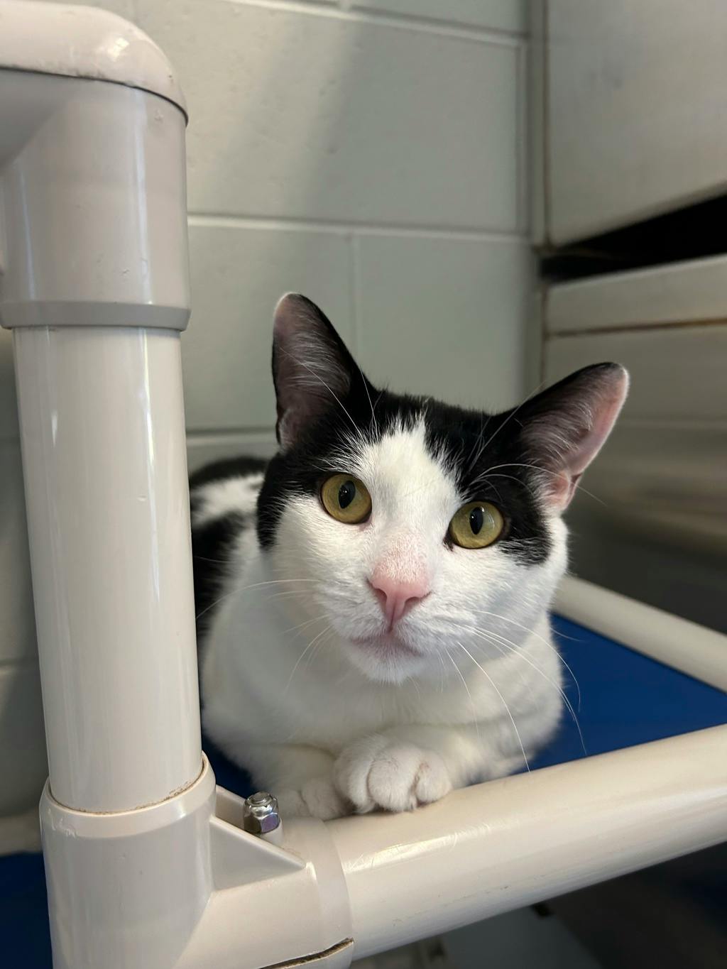 Petrie, a 3 years and 2 months old Black Male Domestic Short Hair Cat