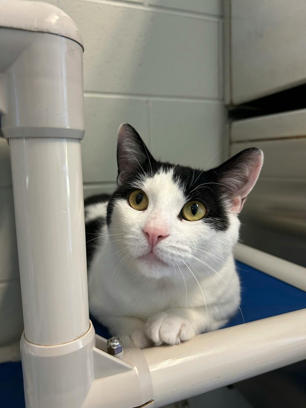 Petrie, a 3 years and 2 months old Black Male Domestic Short Hair Cat