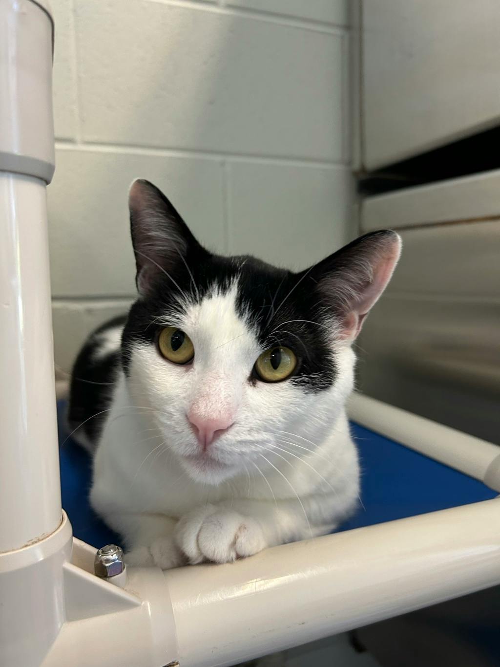 Petrie, a 3 years and 2 months old Black Male Domestic Short Hair Cat