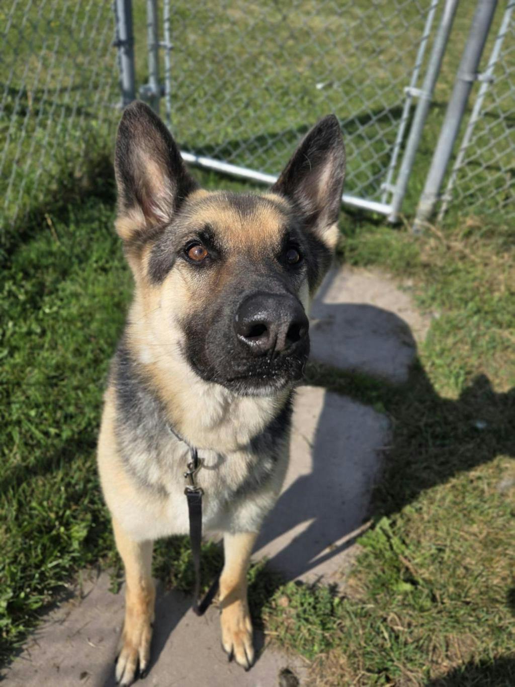Niko Image