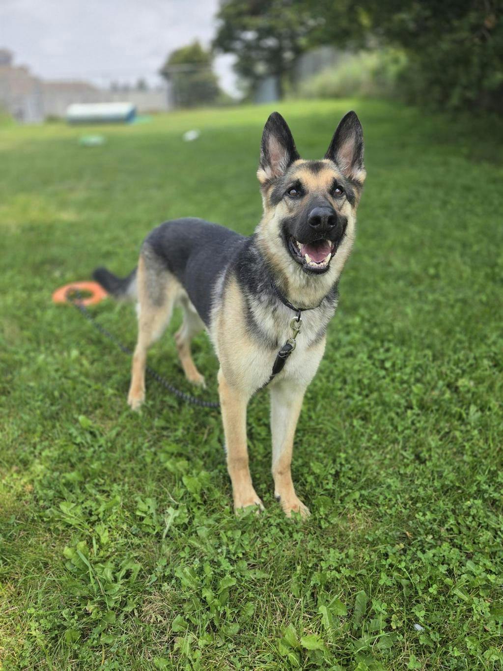 Niko