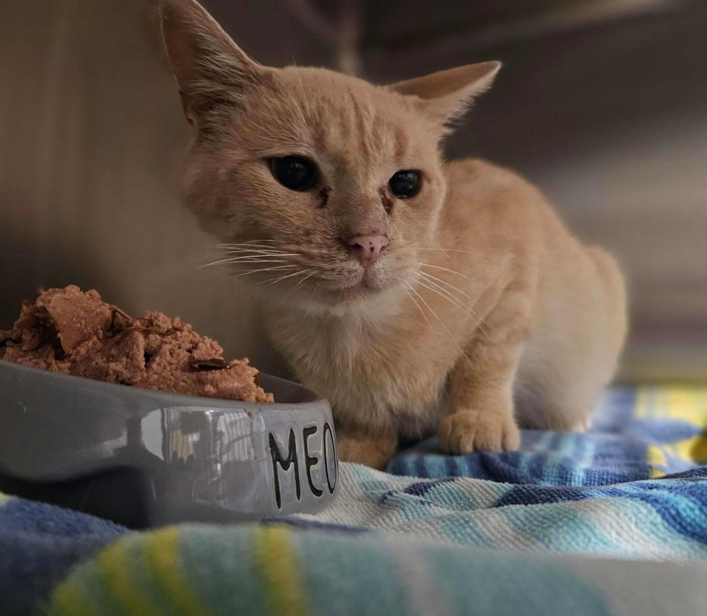 Jimmothy, a 1 year and 2 months old Buff Male Domestic Medium Hair Cat