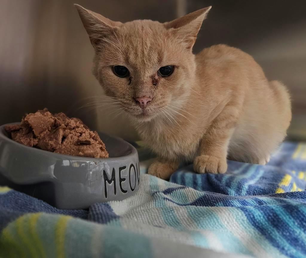 Jimmothy, a 1 year and 2 months old Buff Male Domestic Medium Hair Cat