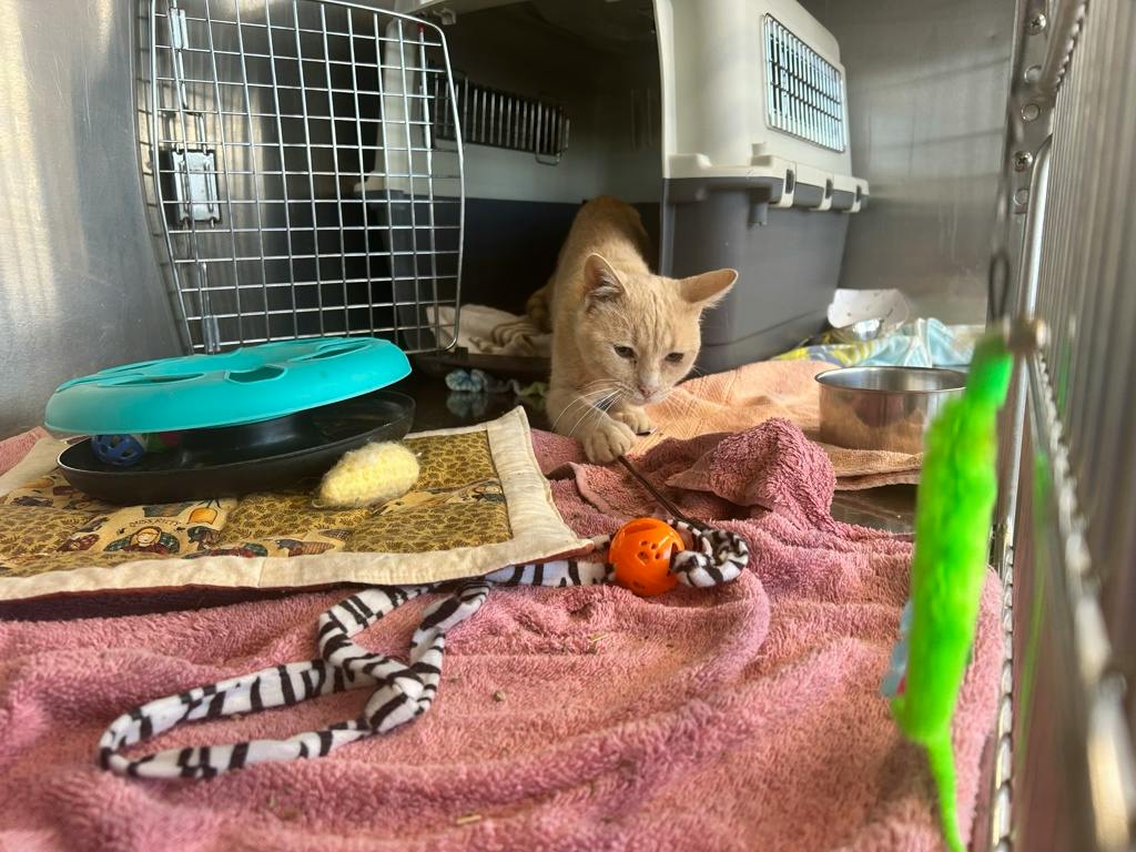 Jimmothy, a 1 year and 2 months old Buff Male Domestic Medium Hair Cat