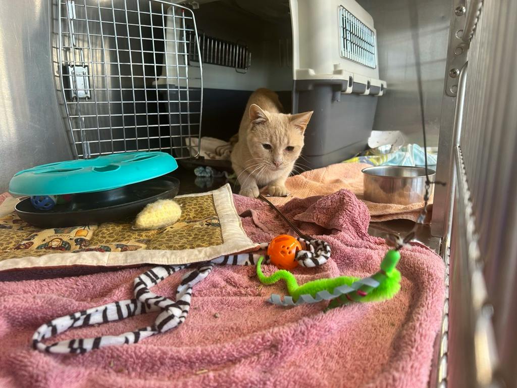 Jimmothy, a 1 year and 2 months old Buff Male Domestic Medium Hair Cat