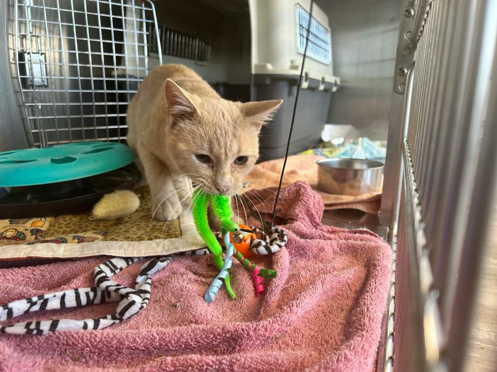 Jimmothy, a 1 year and 2 months old Buff Male Domestic Medium Hair Cat