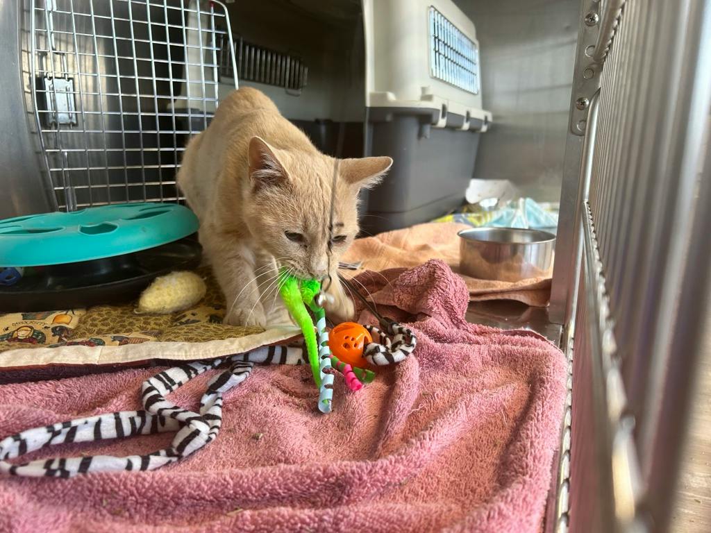 Jimmothy, a 1 year and 2 months old Buff Male Domestic Medium Hair Cat