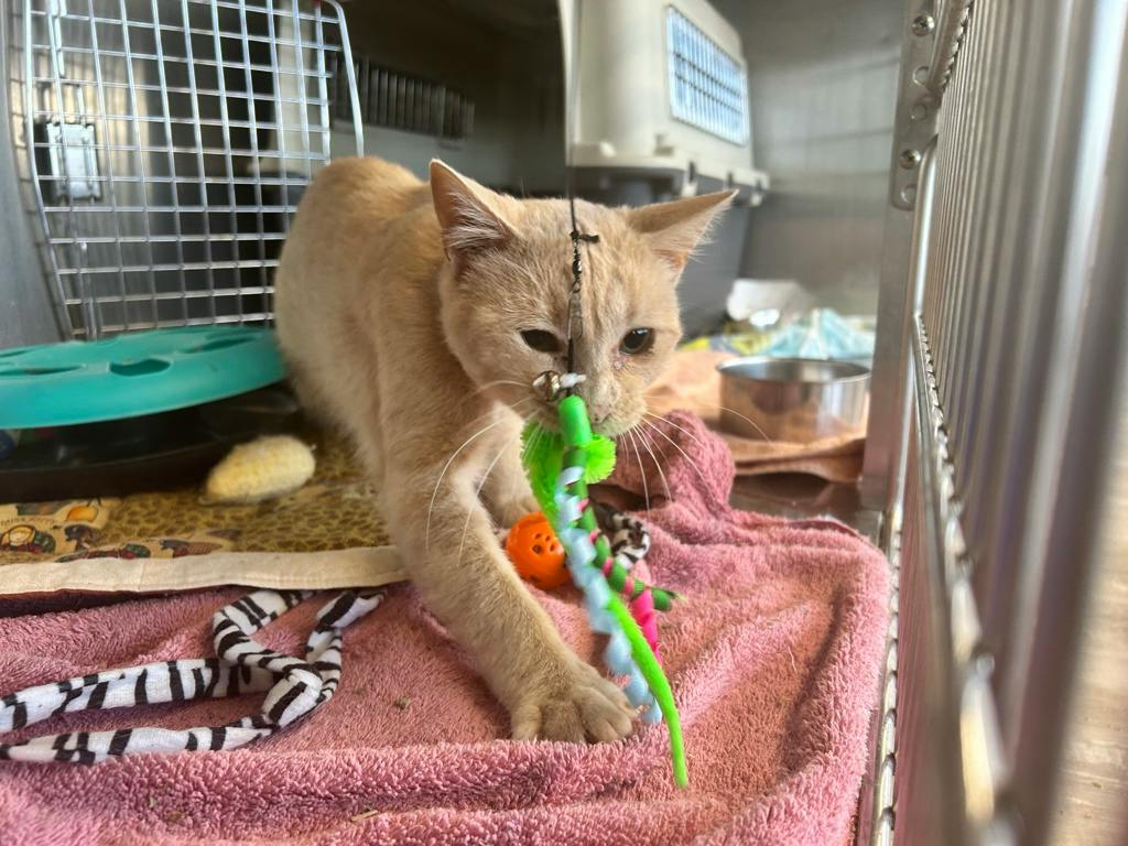 Jimmothy, a 1 year and 2 months old Buff Male Domestic Medium Hair Cat
