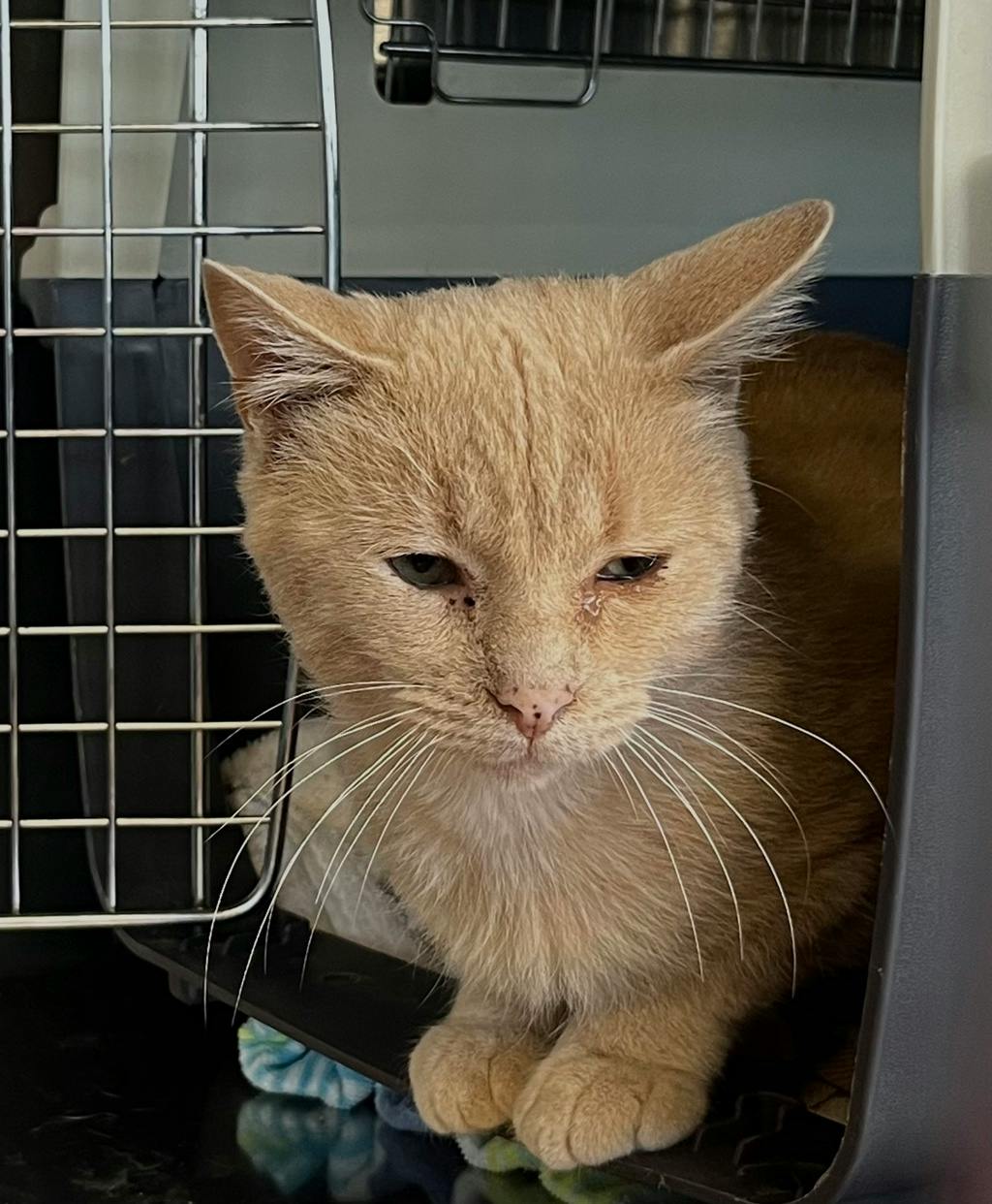 Jimmothy, a 1 year and 2 months old Buff Male Domestic Medium Hair Cat