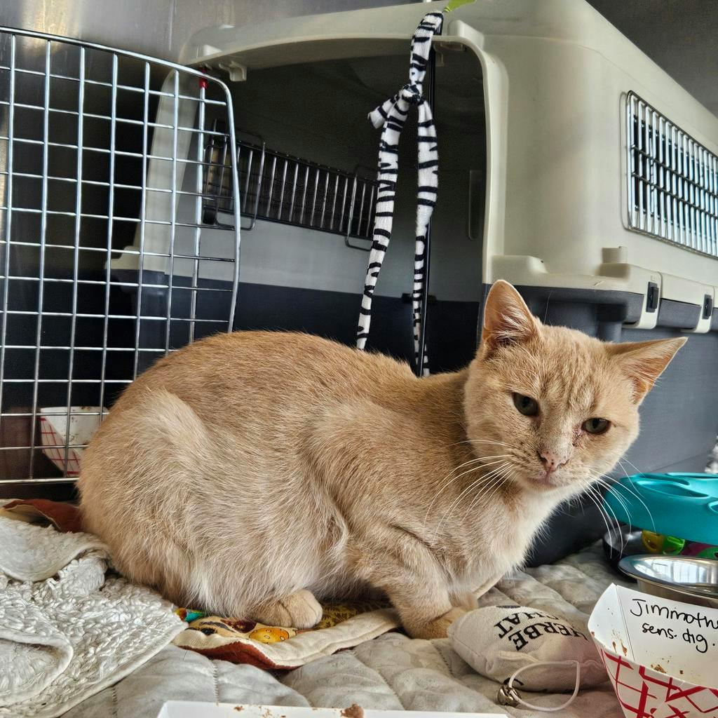 Jimmothy, a 1 year and 2 months old Buff Male Domestic Medium Hair Cat