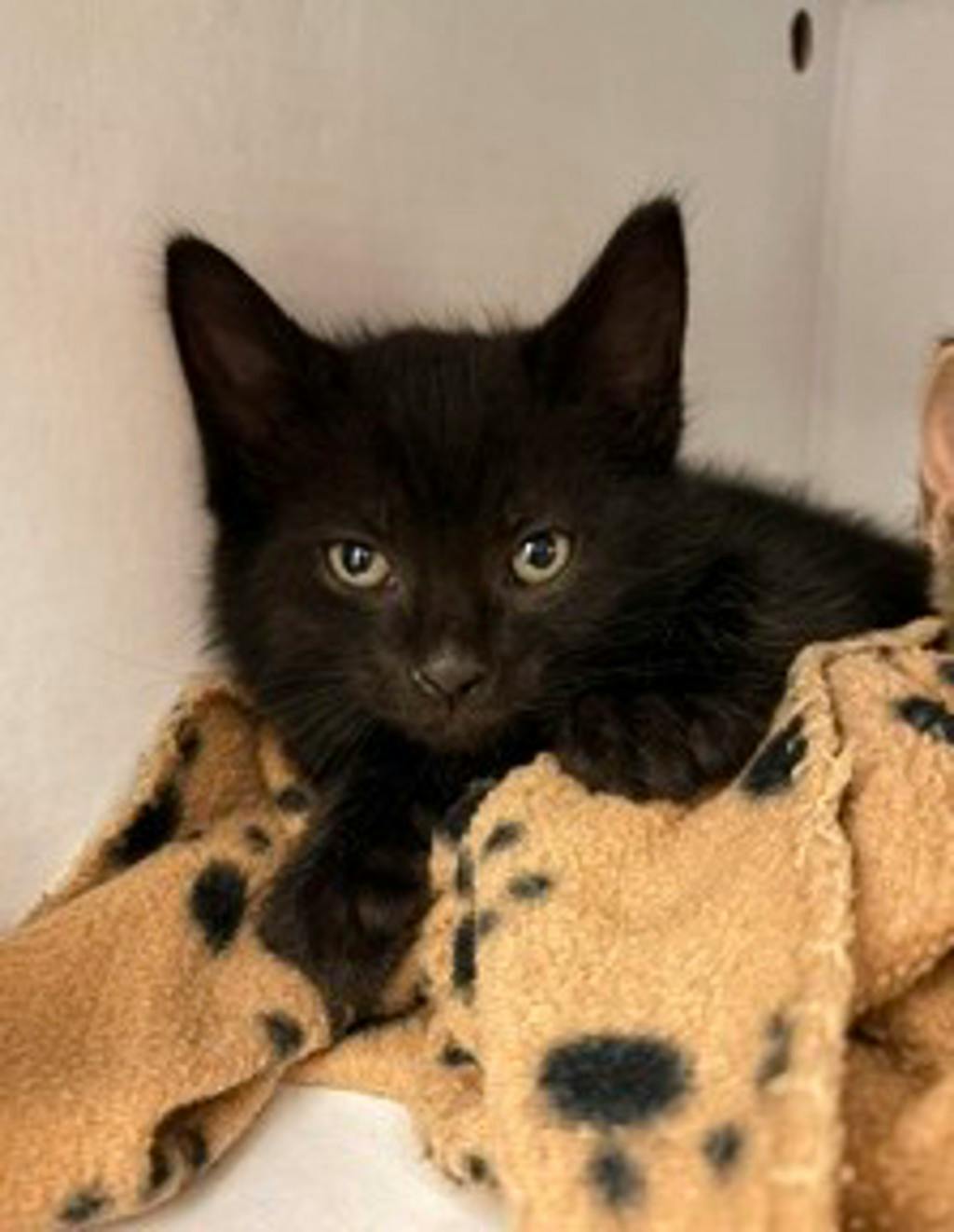 Cuddles @ Pet Valu Bracebridge Hwy 118 Image