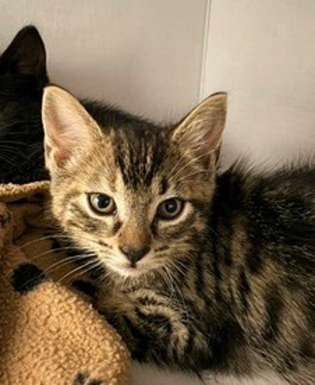 Wiggles @ Pet Valu Bracebridge Hwy 118 Image