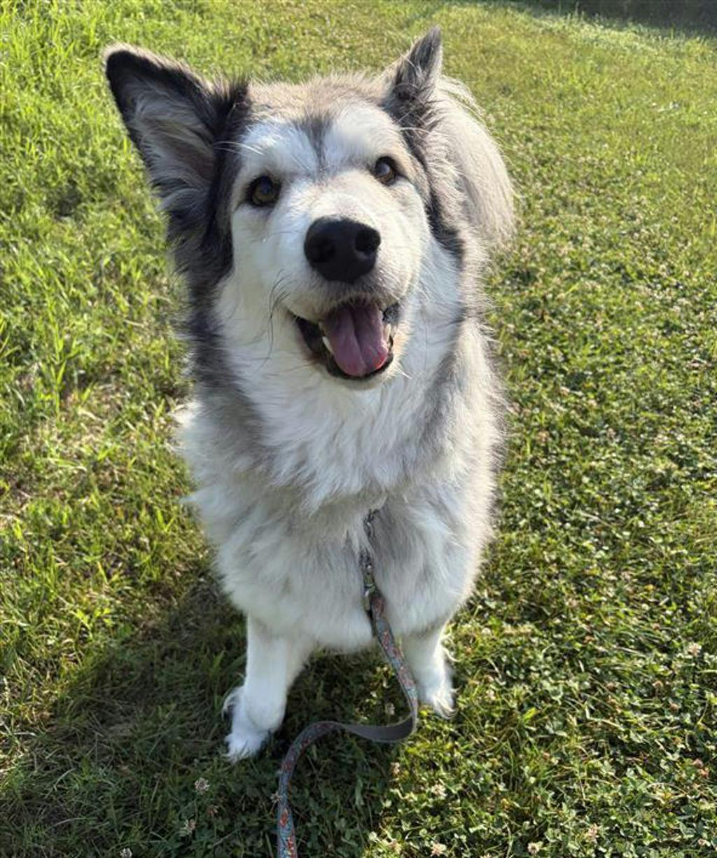 Alaskan Malamute