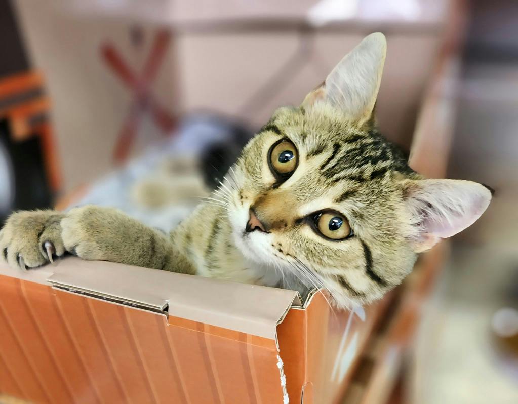 Lima Bean, a 5 months old Brown Tabby Female Domestic Short Hair Cat