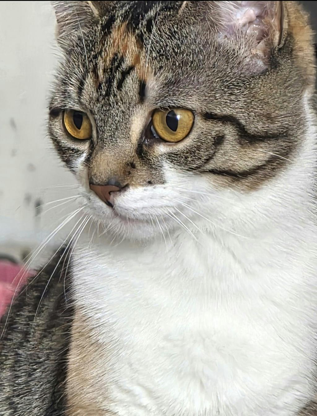 Lucy Image