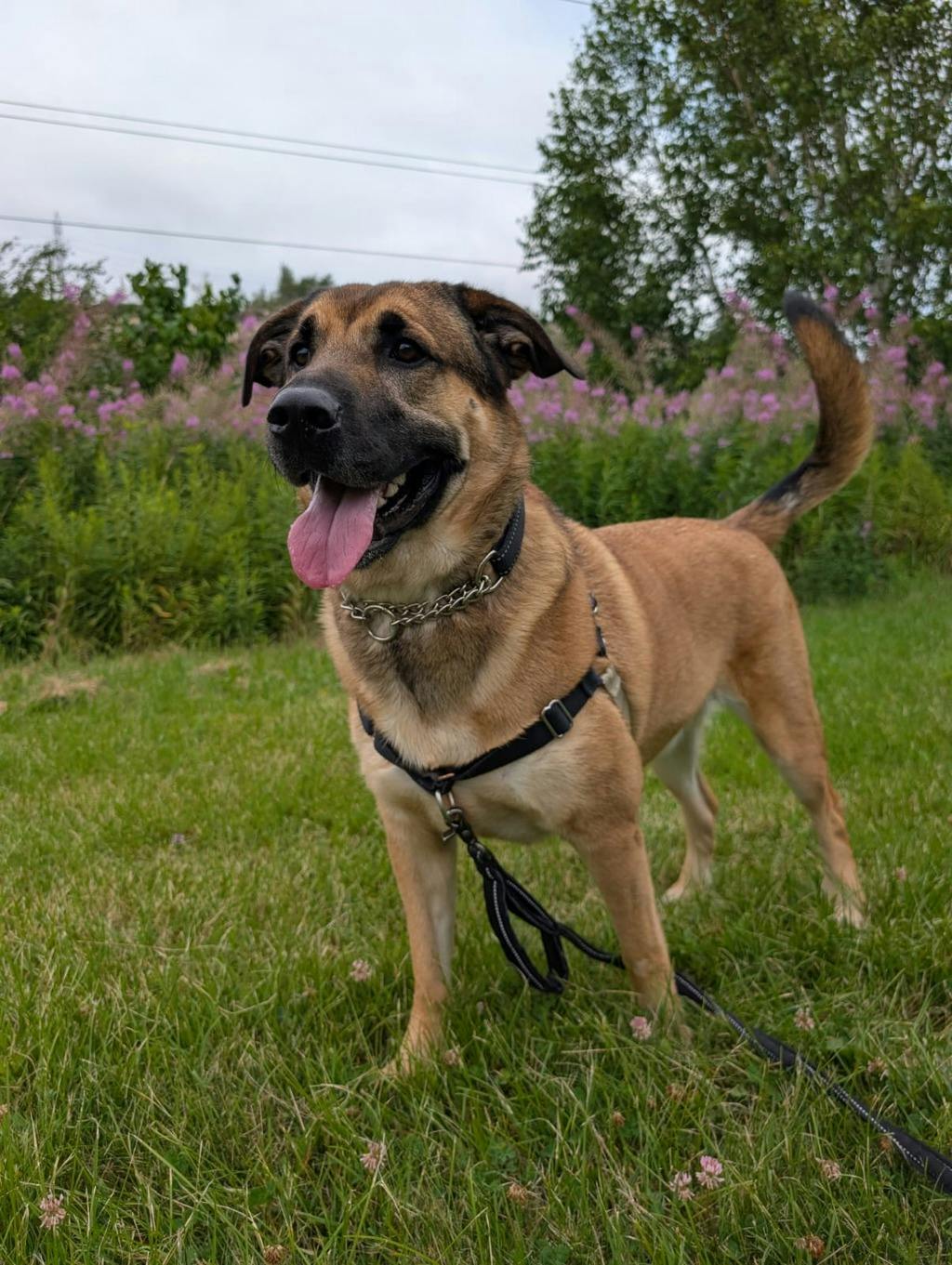 Odin