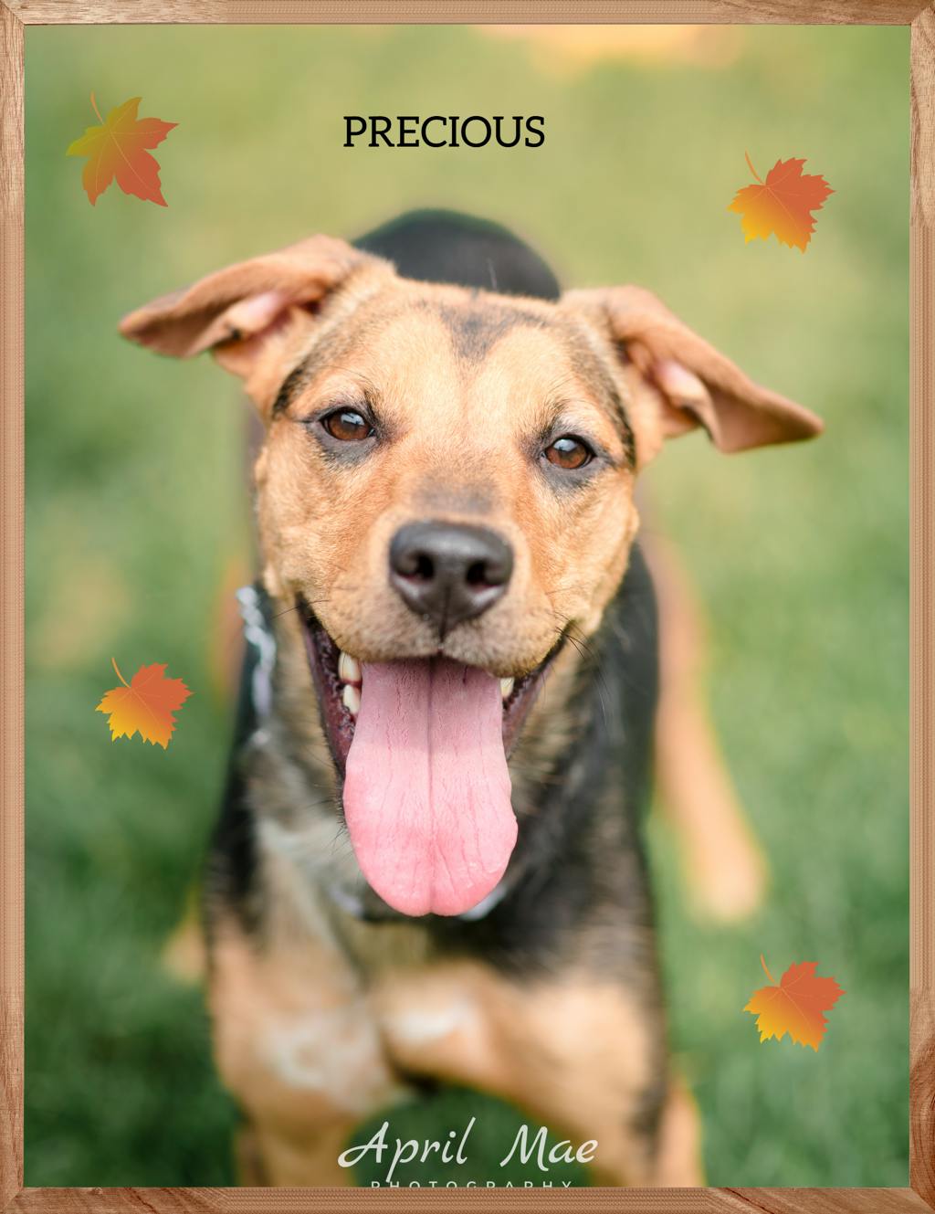 Precious, a 2 years and 7 months old Brown Female Shepherd Dog