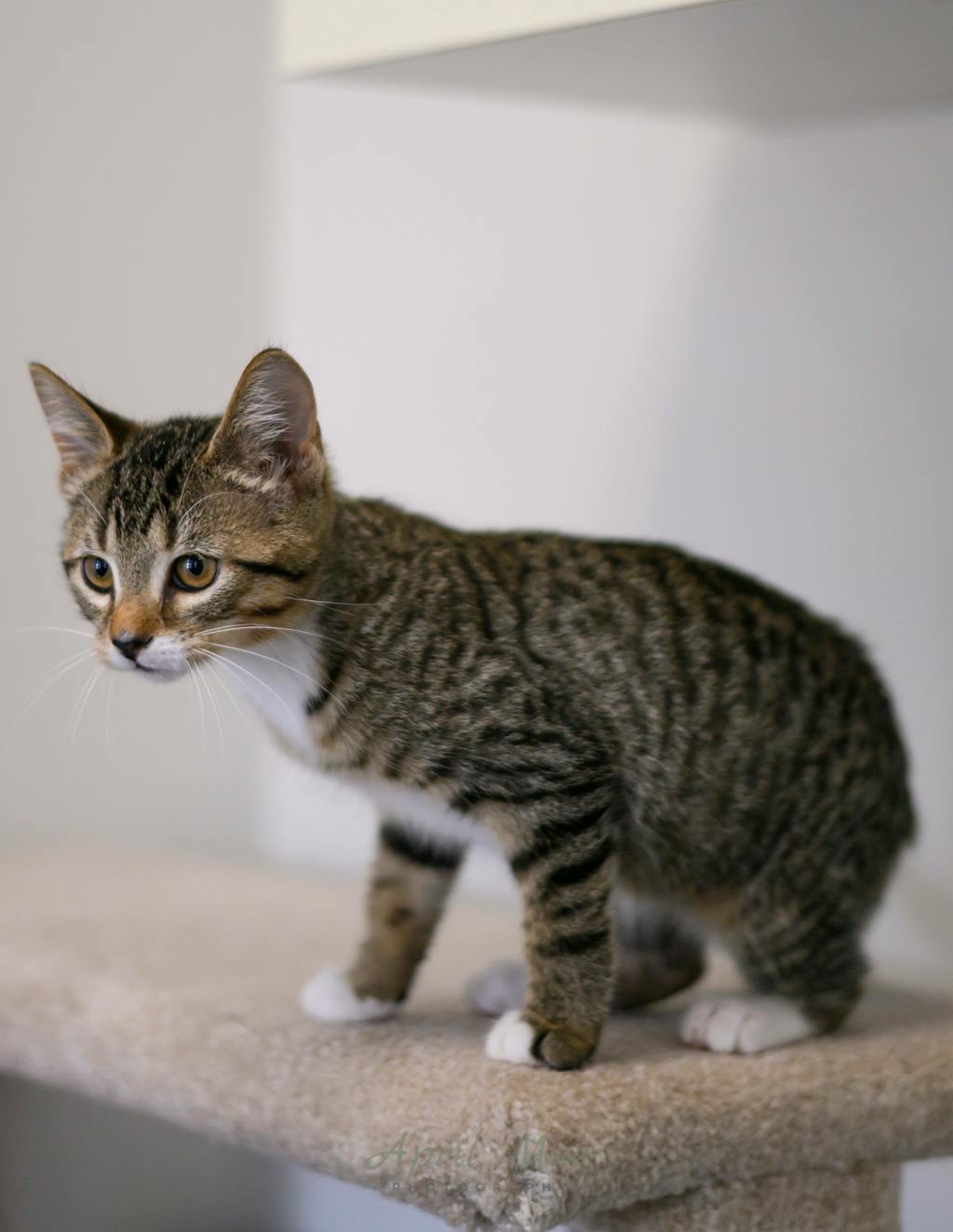 Dixie (petsmart Orangeville) Image