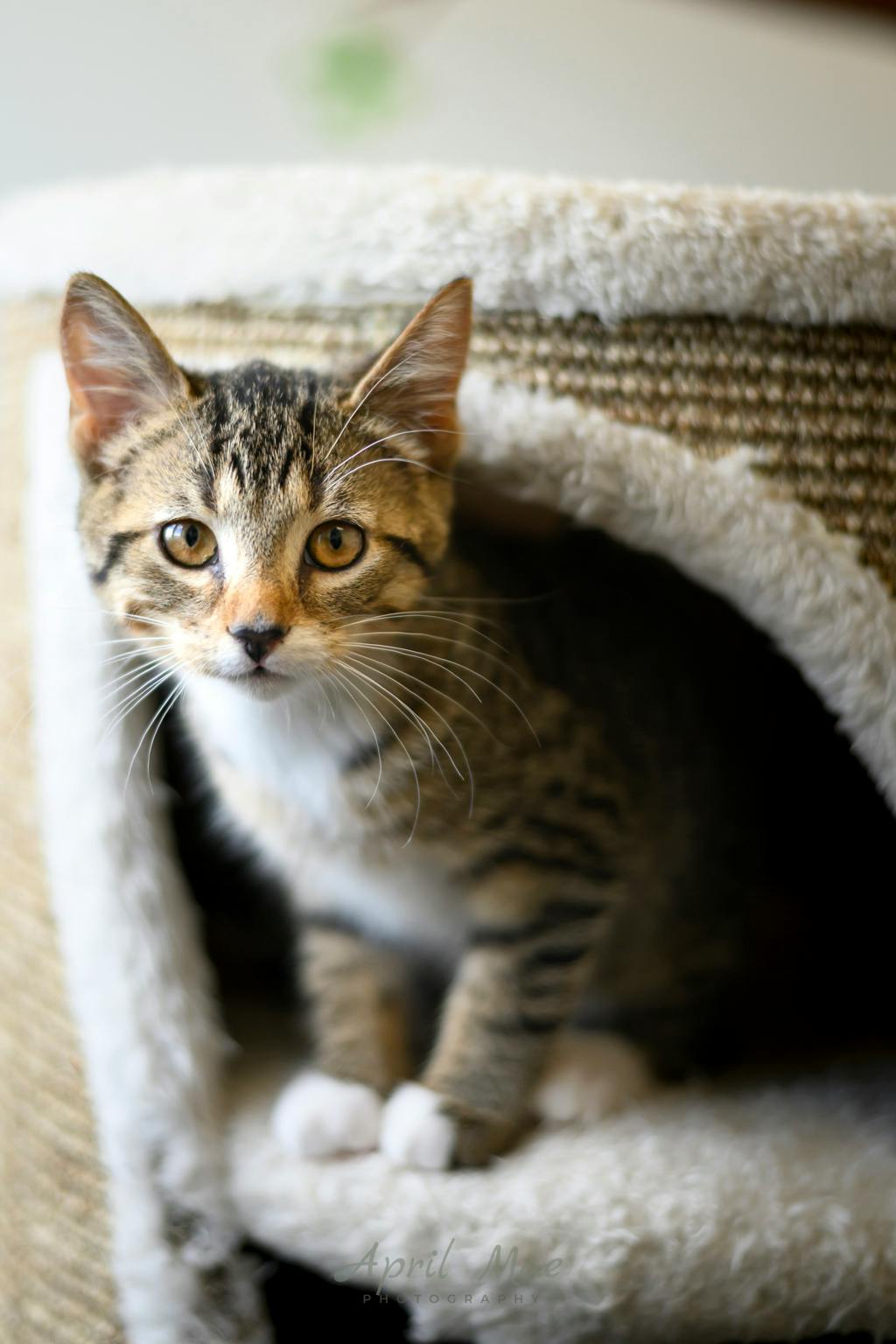 Dixie (petsmart Orangeville) Image