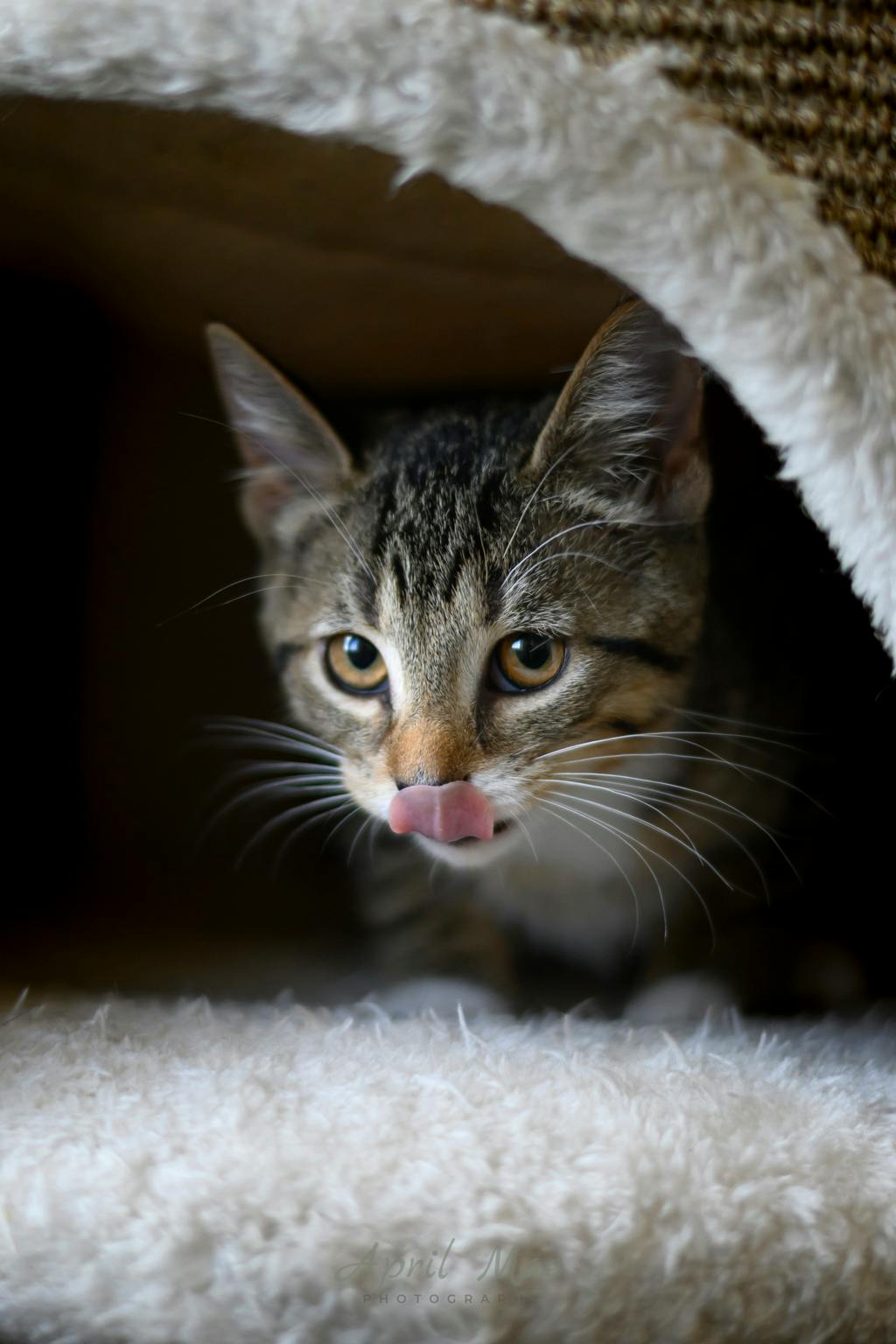 Dixie (petsmart Orangeville) Image