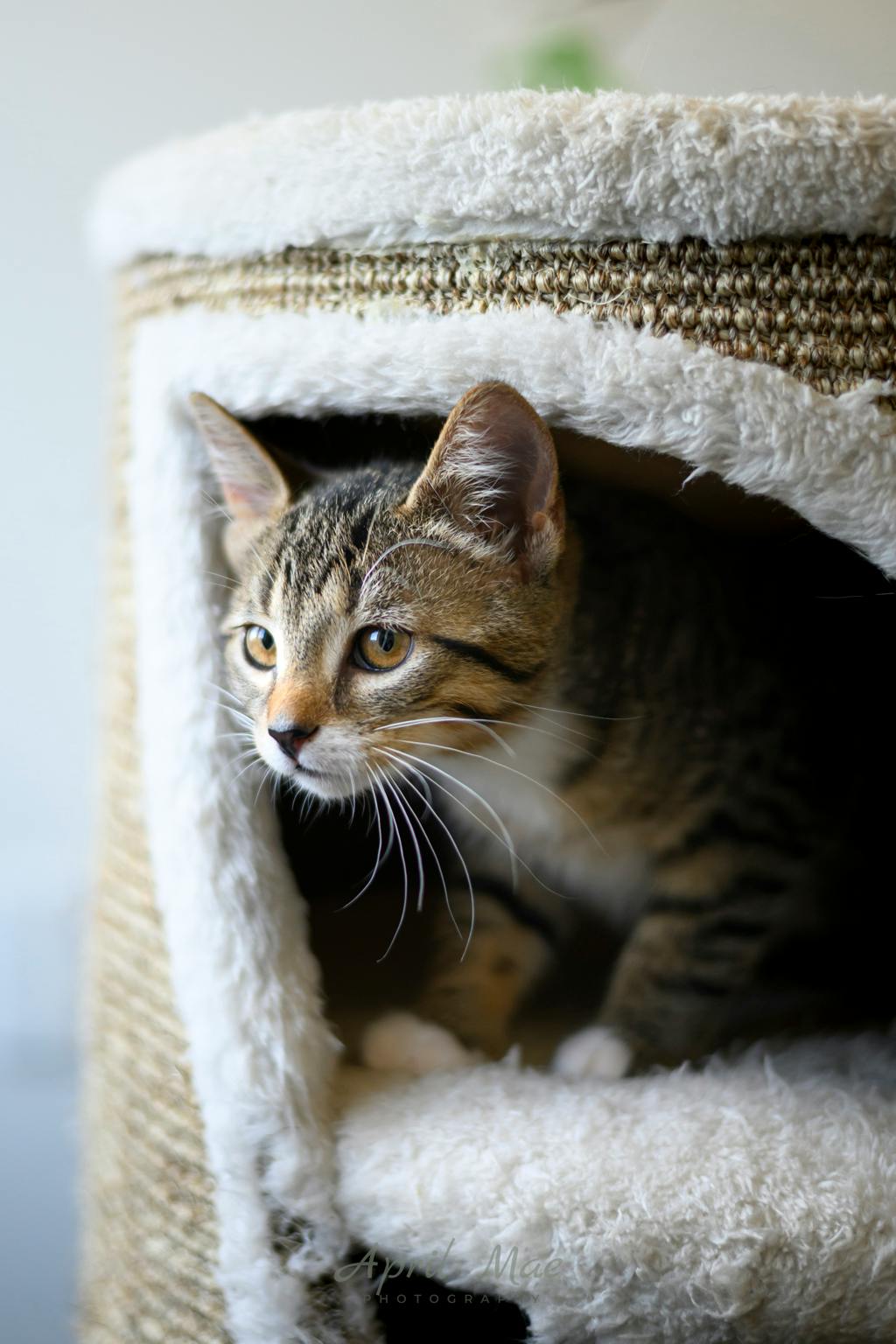Dixie (petsmart Orangeville) Image