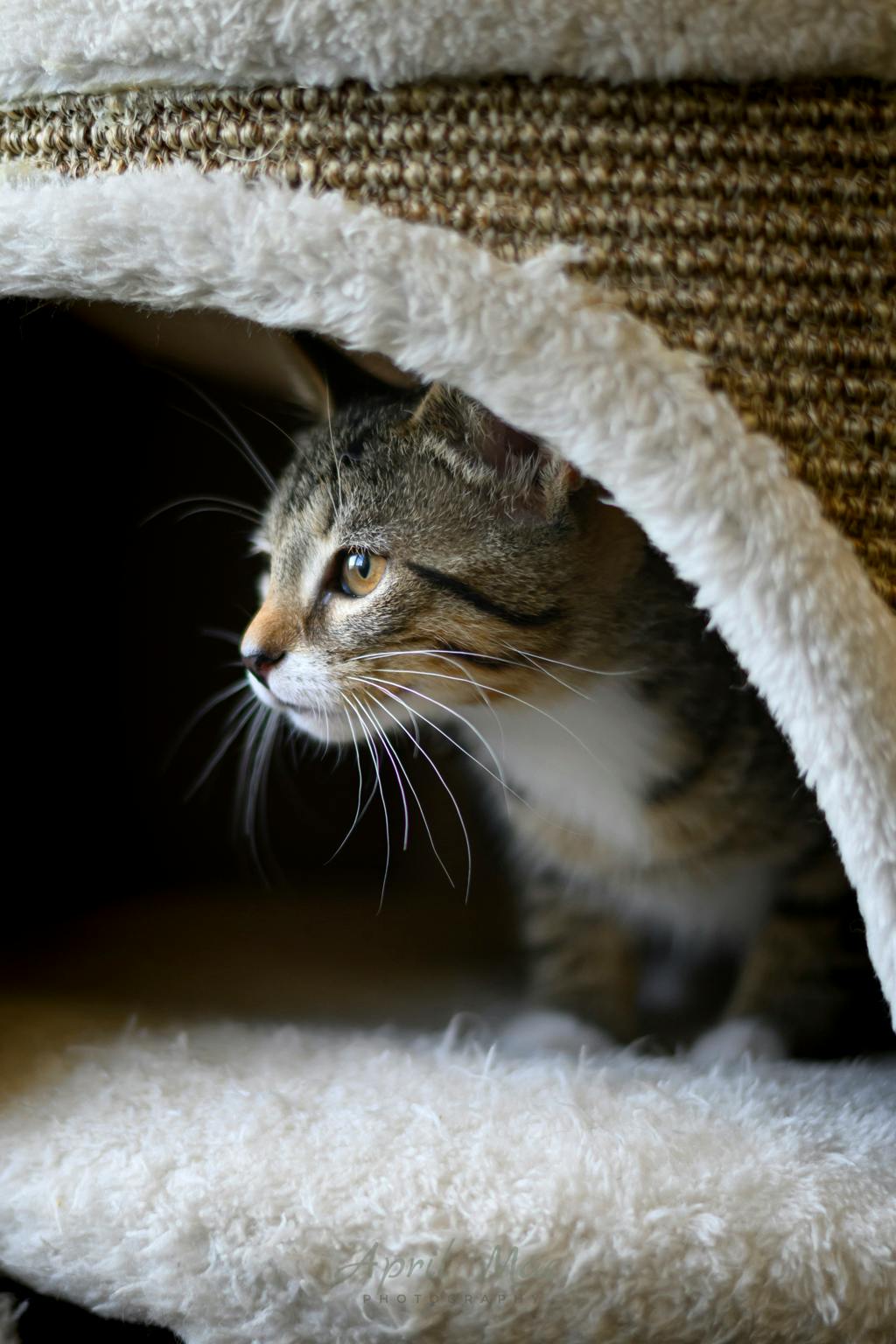 Dixie (petsmart Orangeville) Image