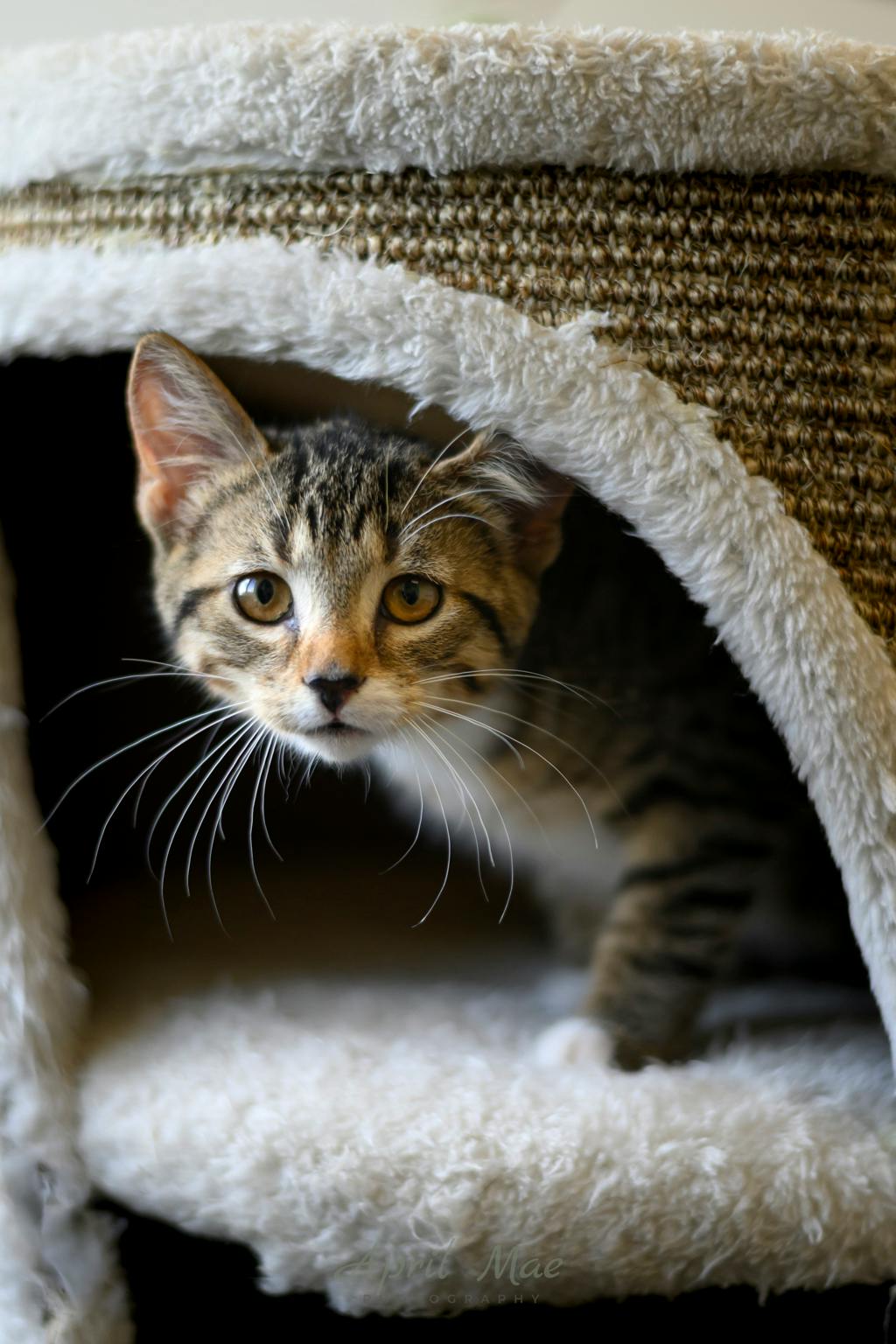 Dixie (petsmart Orangeville) Image