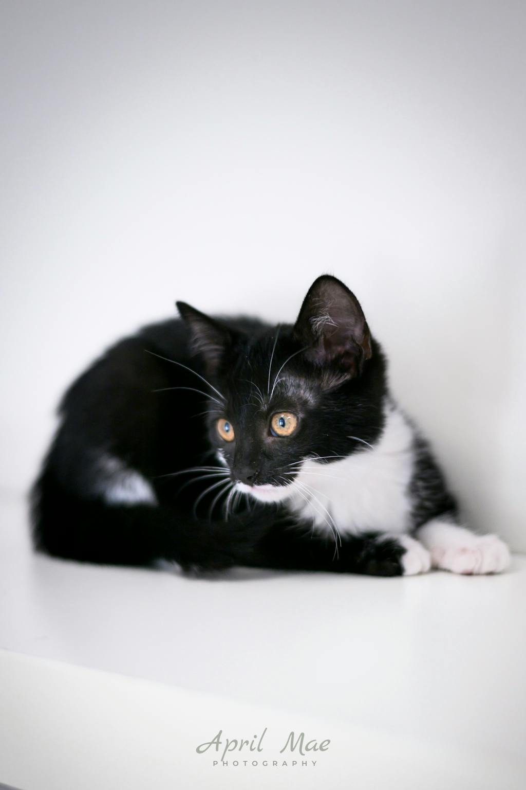 Loretta (petsmart Orangeville) Image