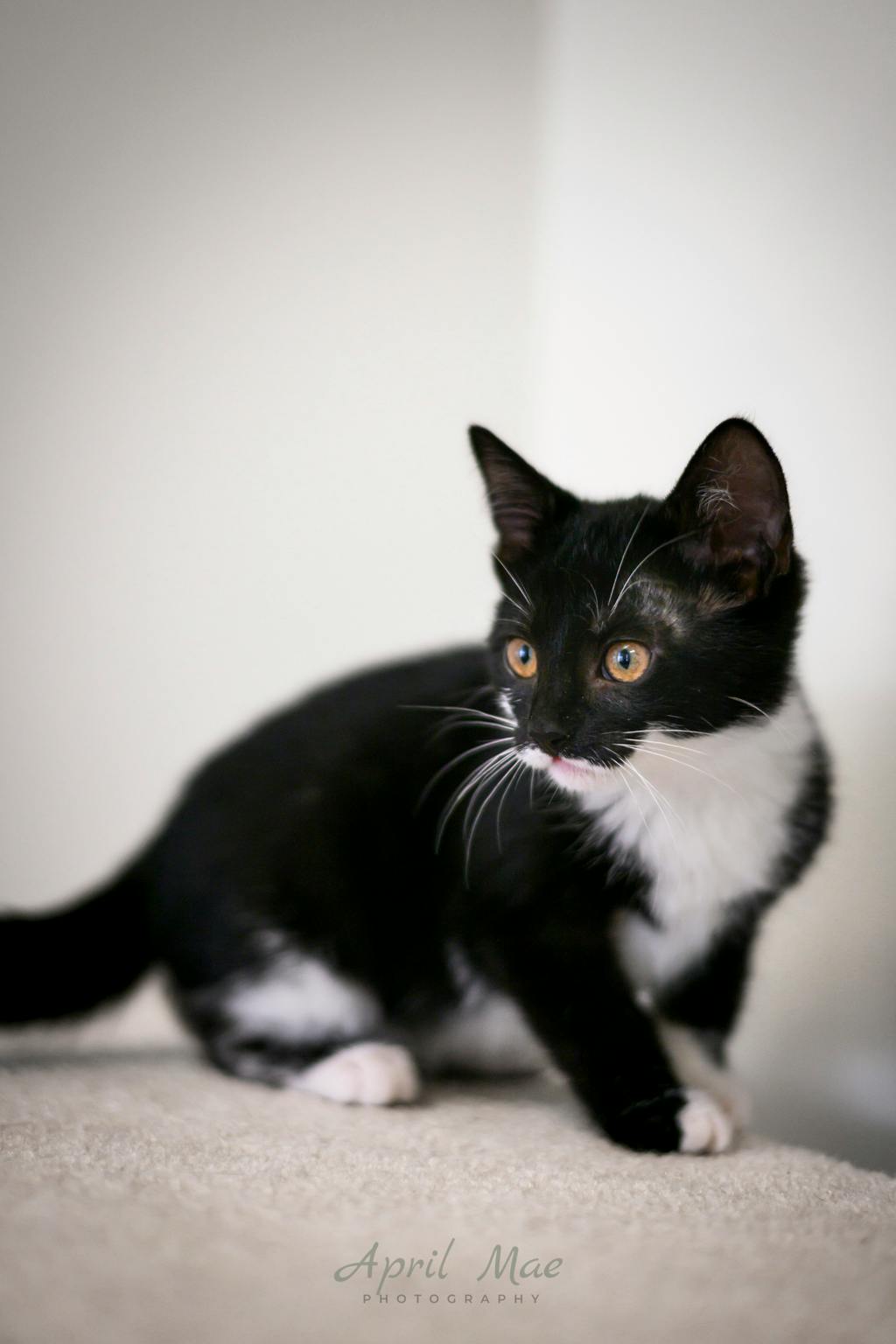 Loretta (petsmart Orangeville) Image