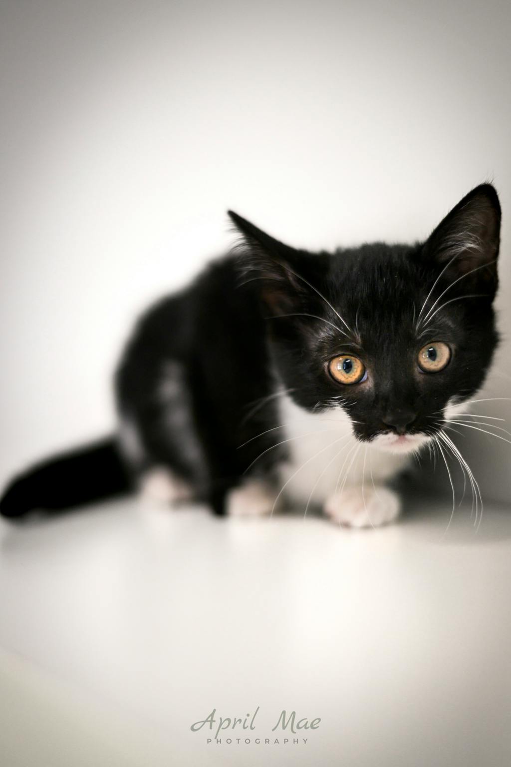 Loretta (petsmart Orangeville) Image