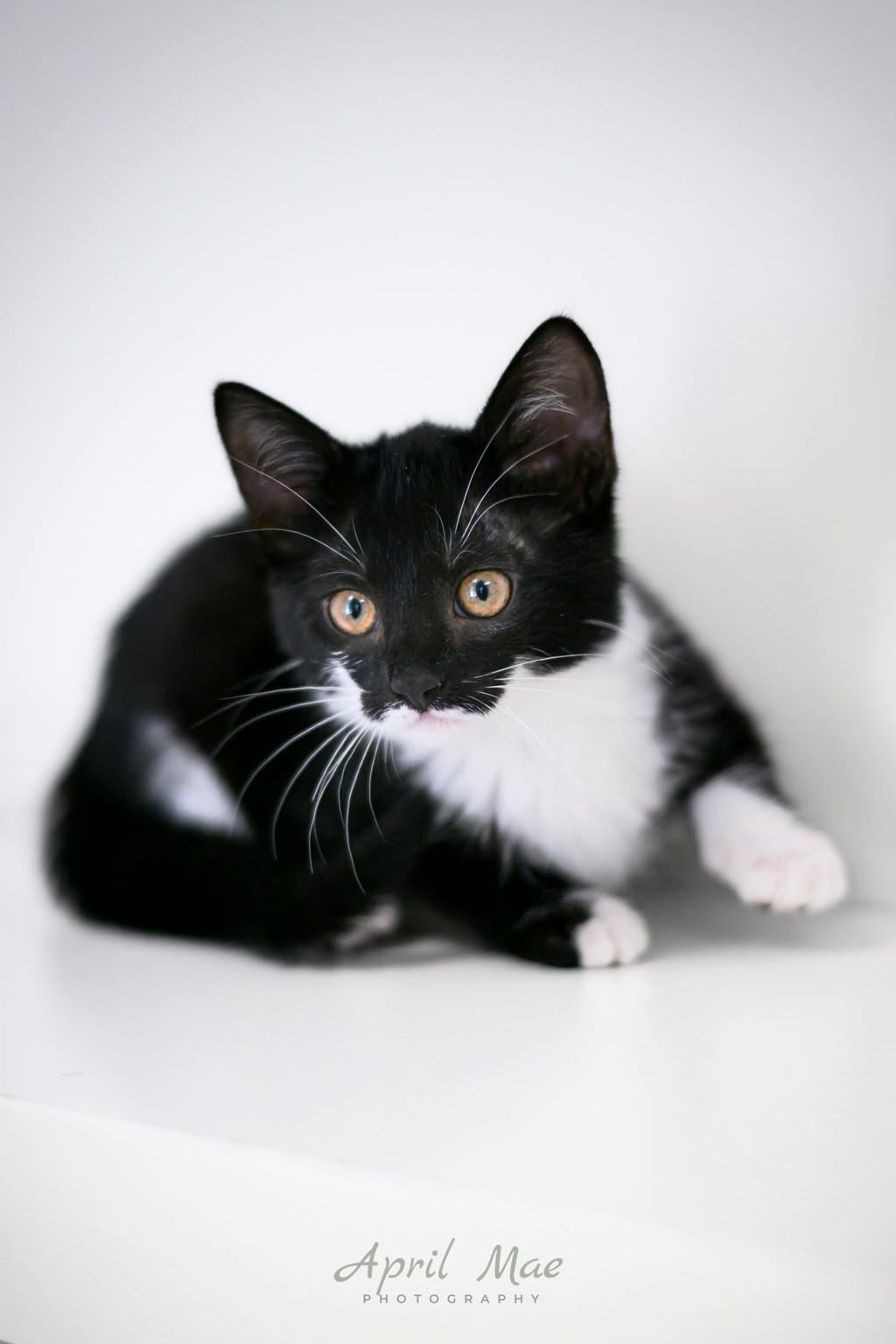 Loretta (petsmart Orangeville) Image