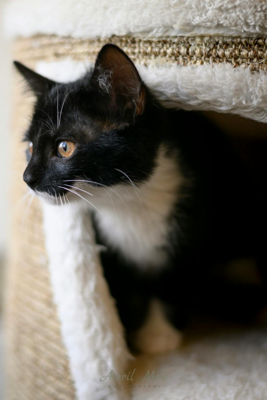 Loretta (petsmart Orangeville) Image