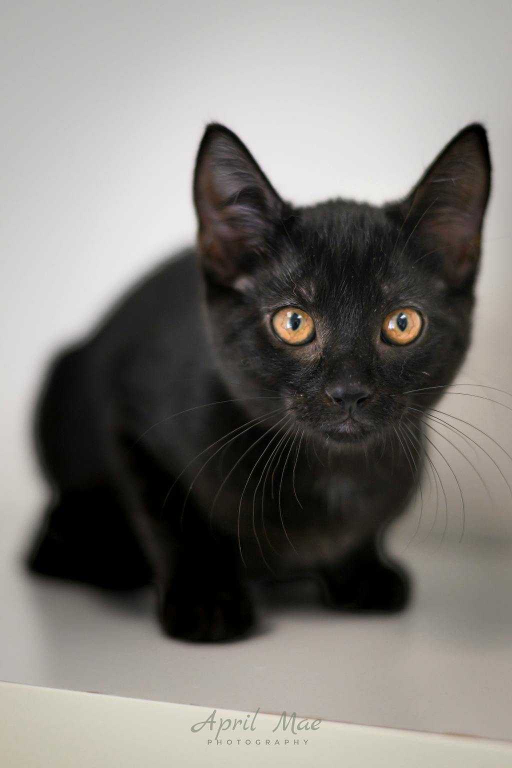 Betsy (petsmart Orangeville) Image