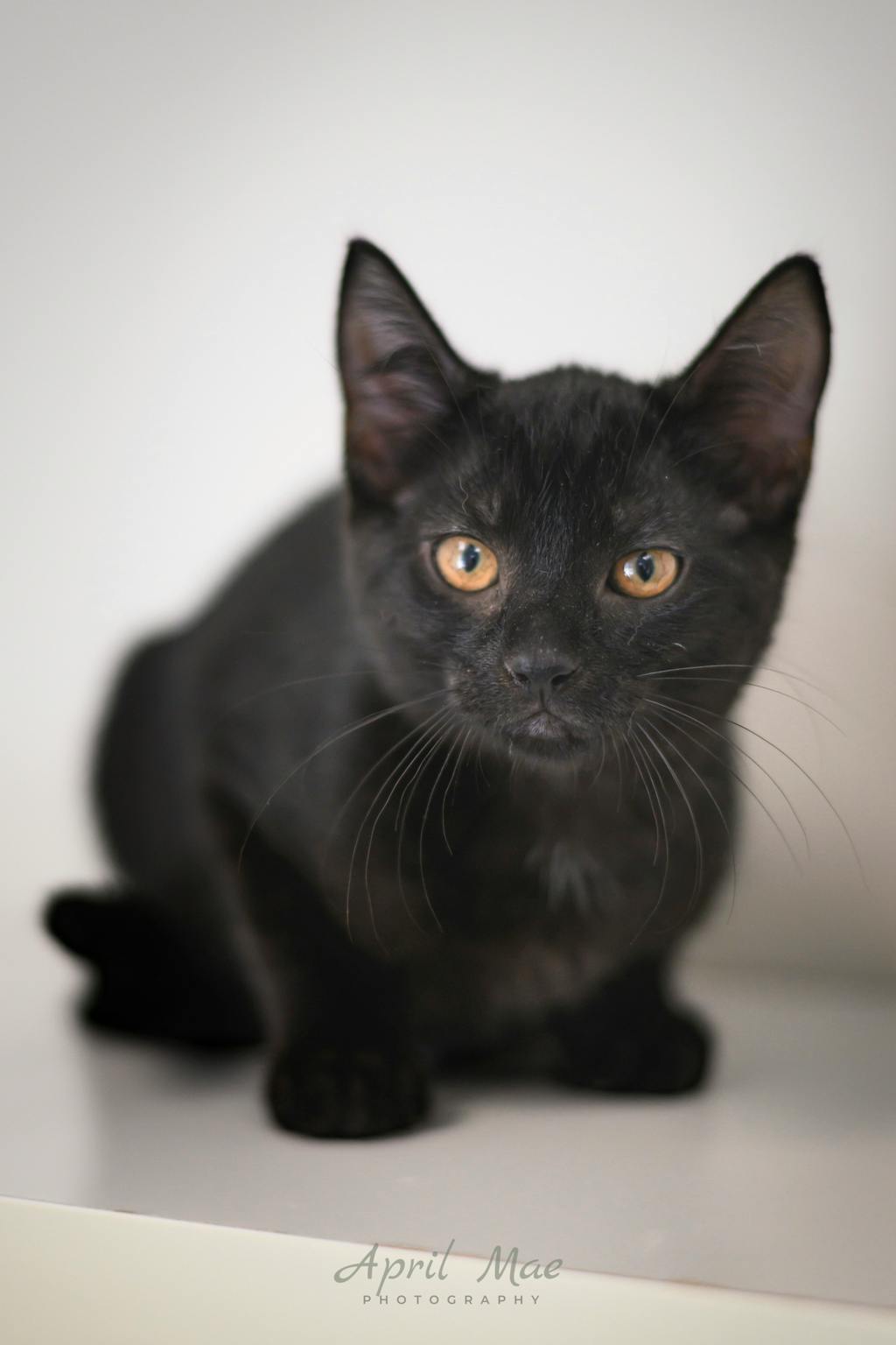 Betsy (petsmart Orangeville) Image