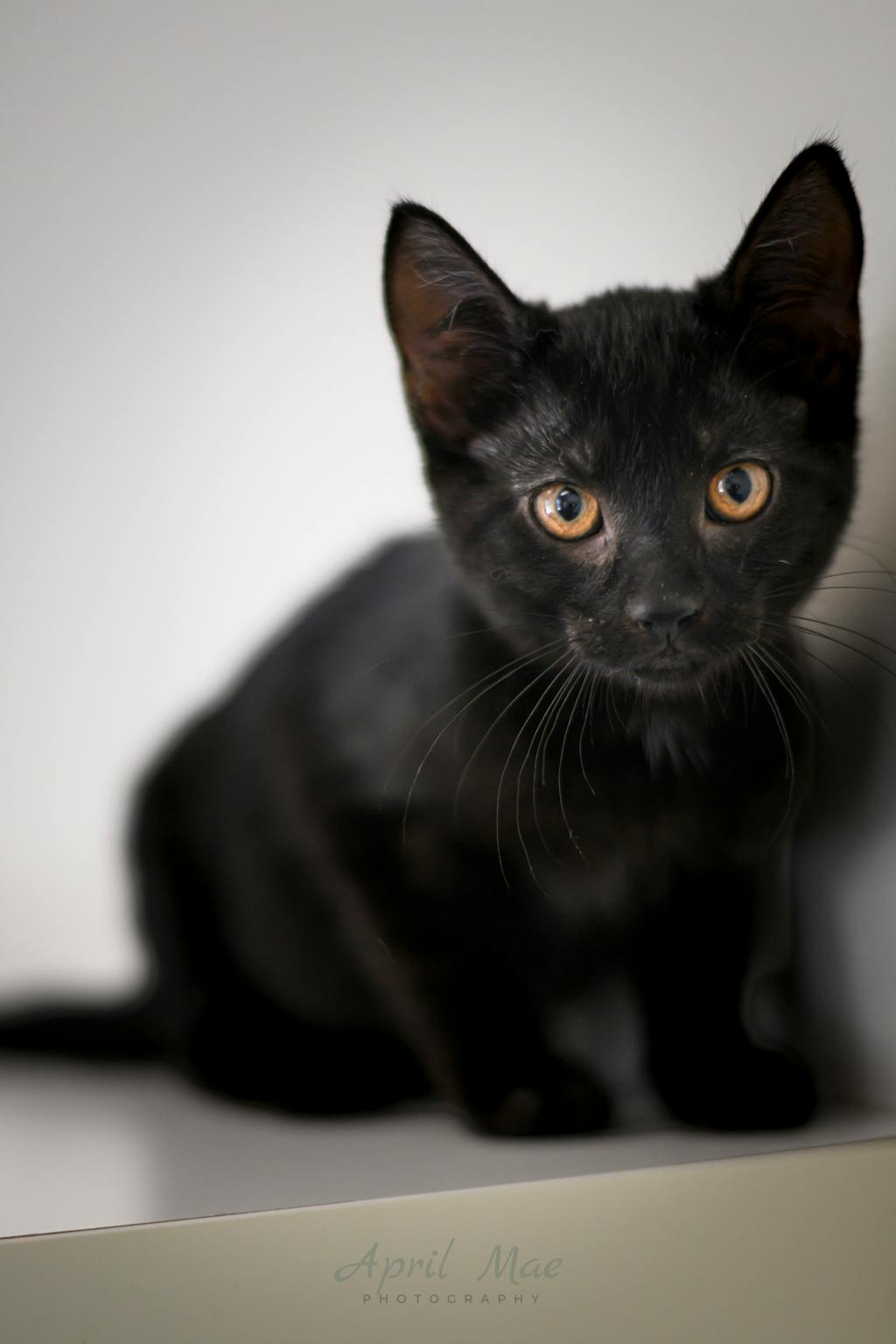 Betsy (petsmart Orangeville) Image
