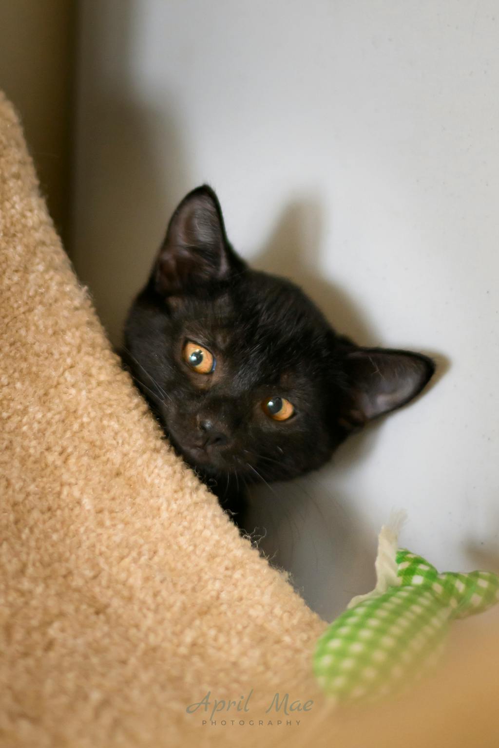 Betsy (petsmart Orangeville) Image