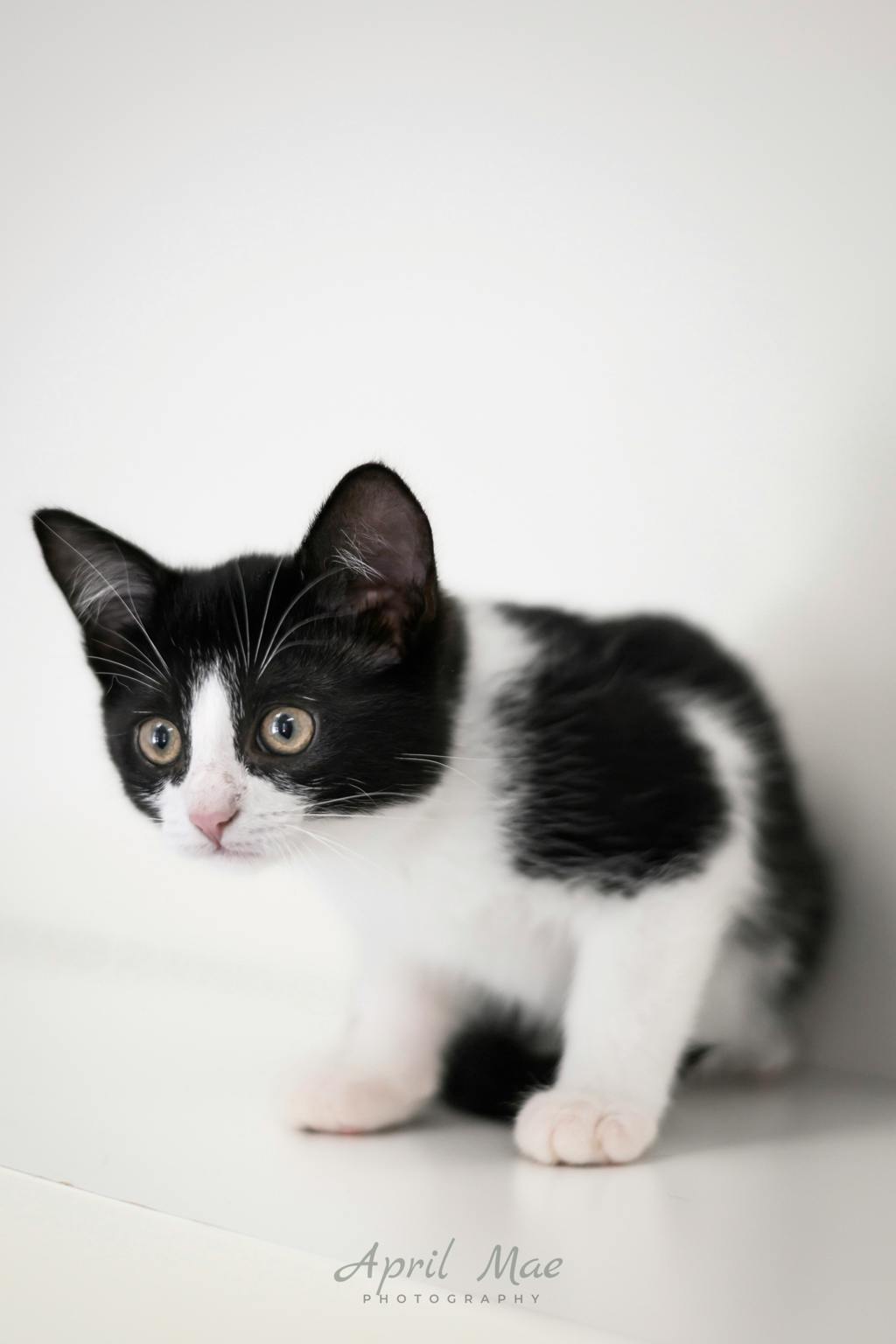 Tillie (petsmart Orangeville) Image