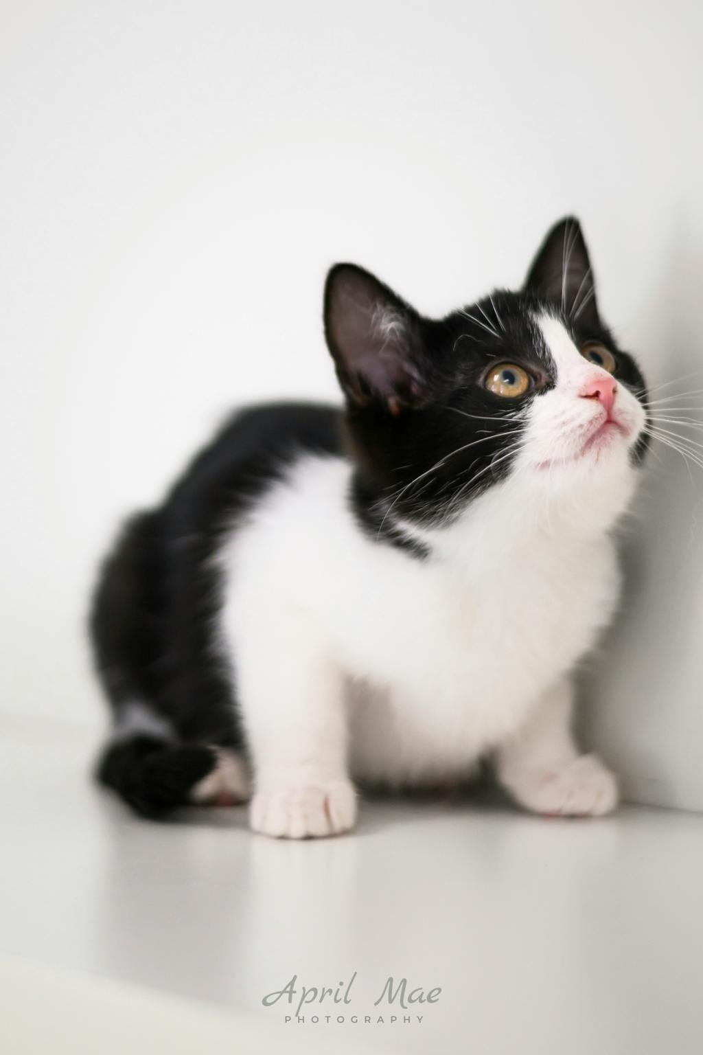 Tillie (petsmart Orangeville) Image