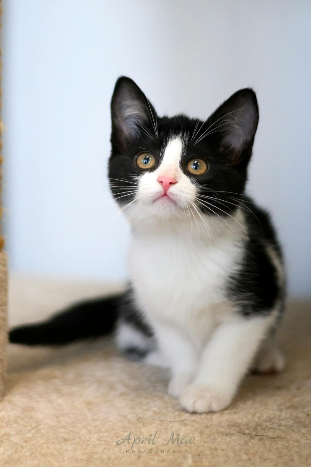 Tillie (petsmart Orangeville) Image