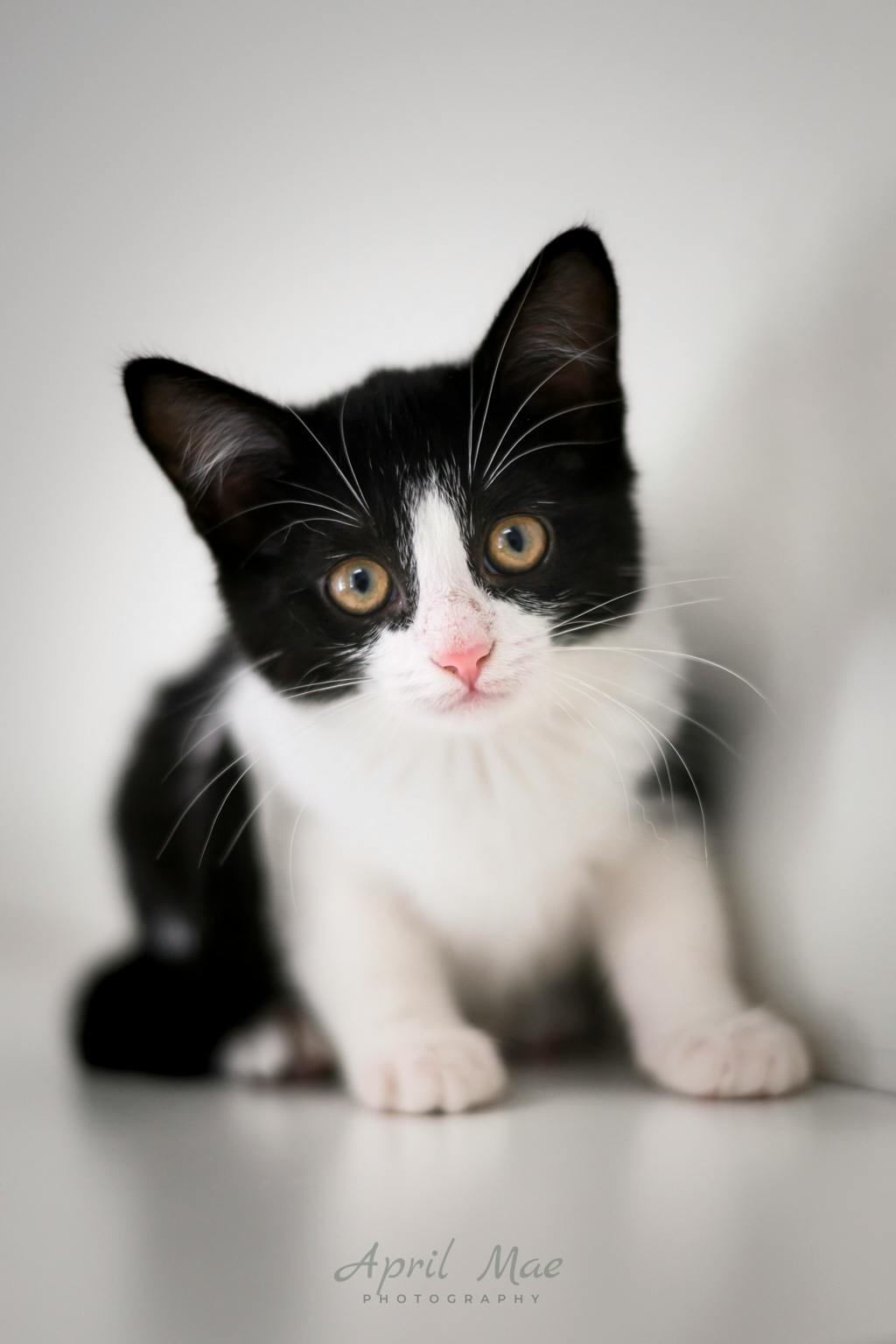 Tillie (petsmart Orangeville) Image