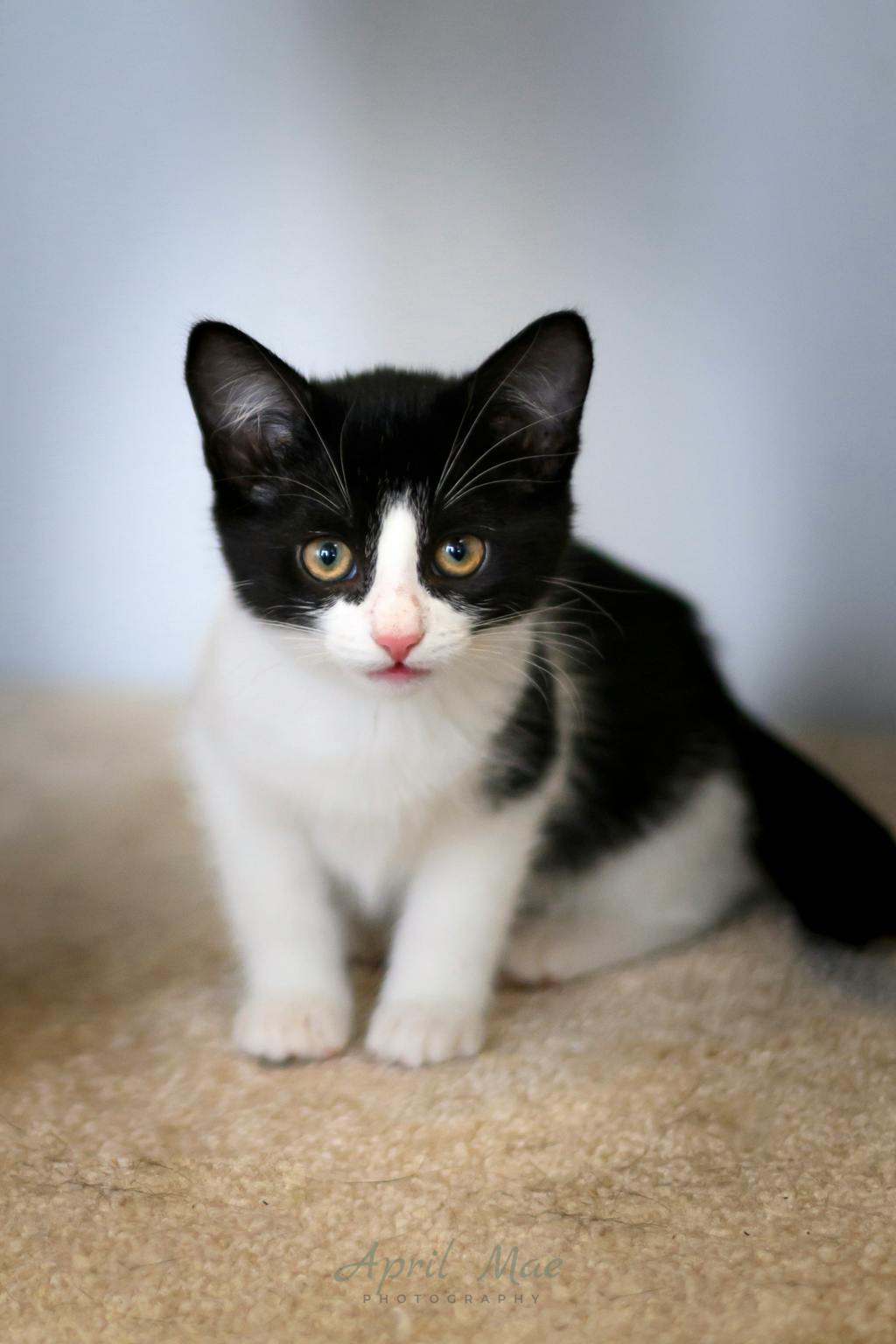 Tillie (petsmart Orangeville) Image