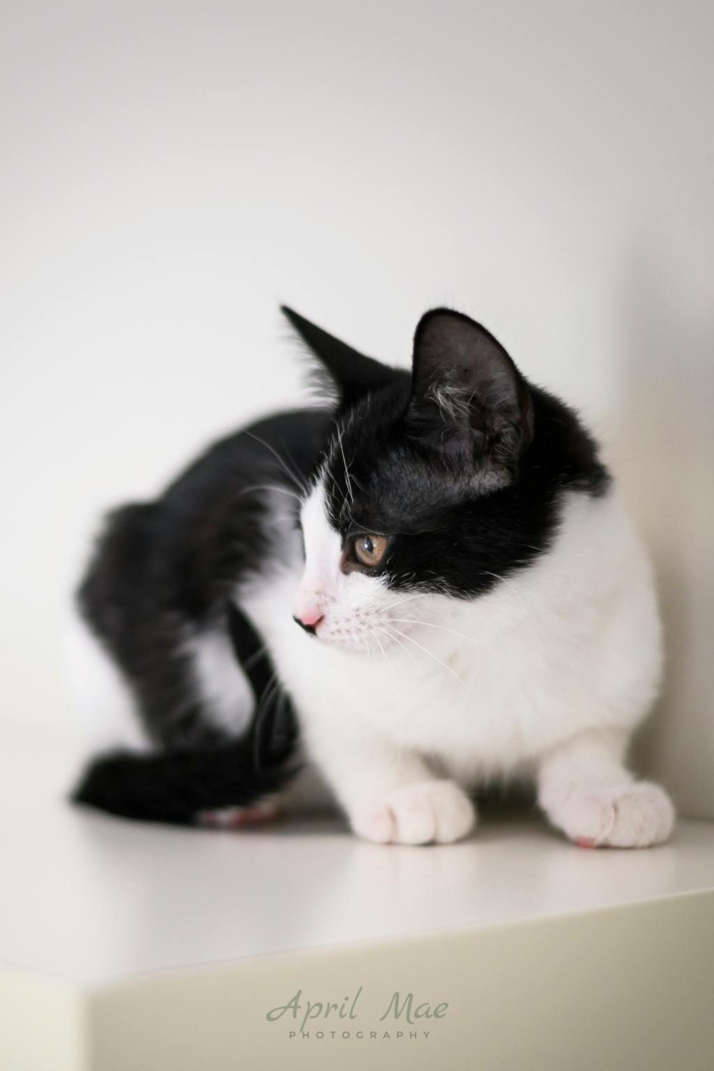 Bonnie (petsmart Orangeville) Image