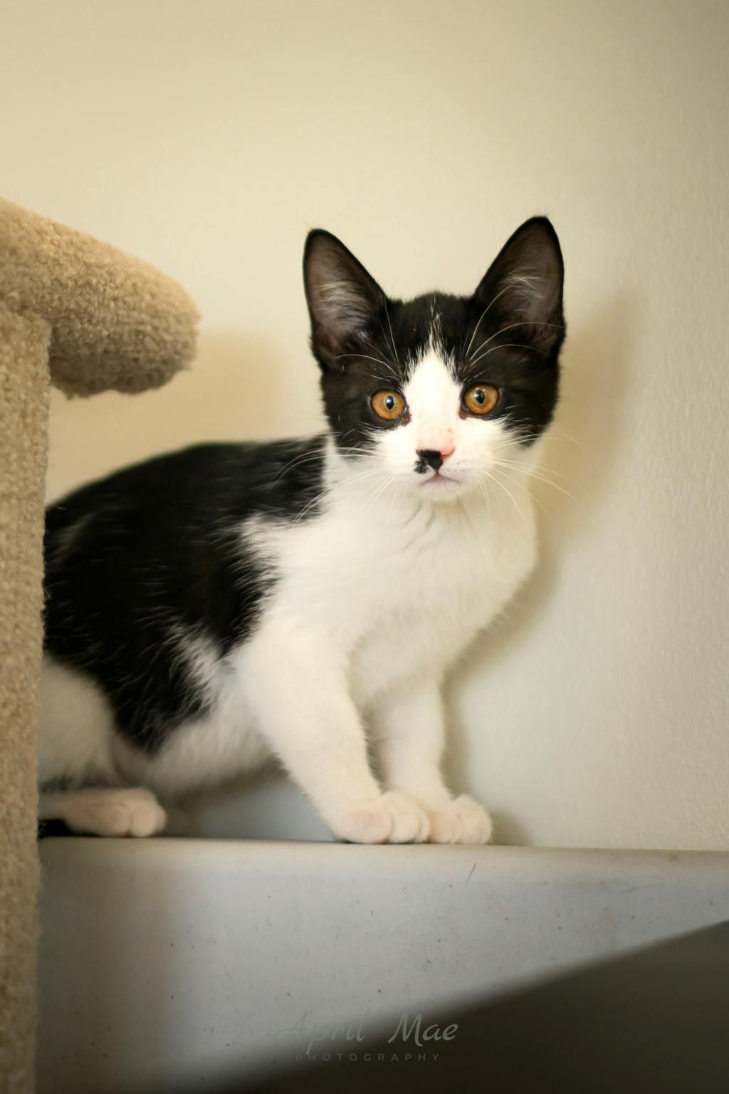 Bonnie (petsmart Orangeville) Image