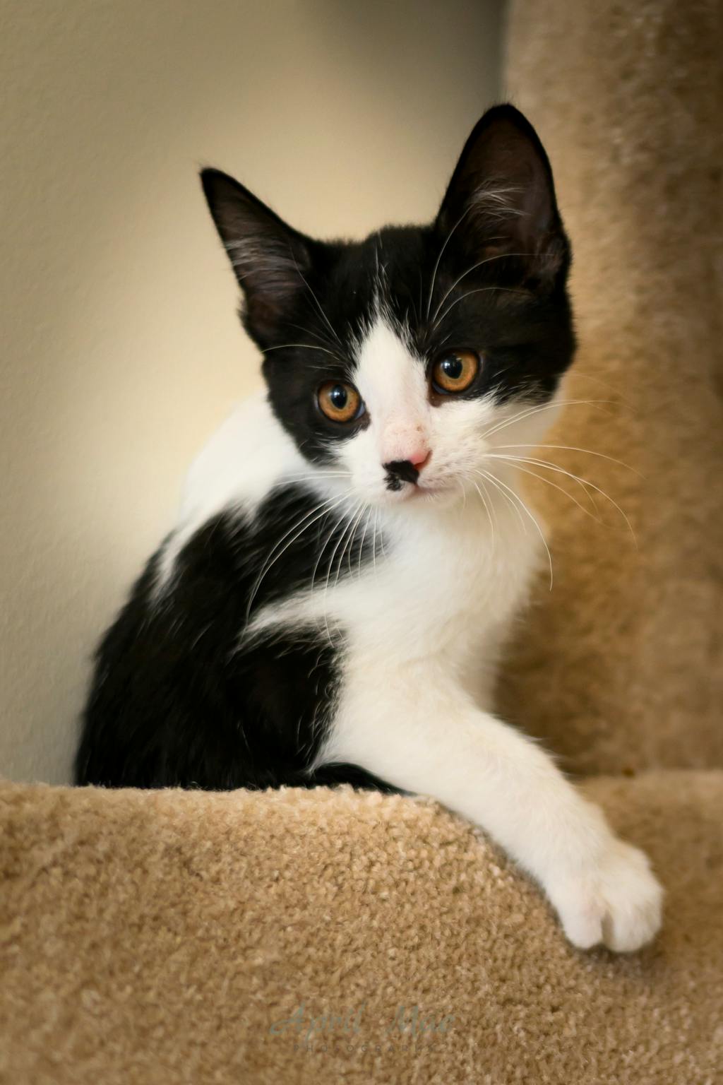 Bonnie (petsmart Orangeville) Image