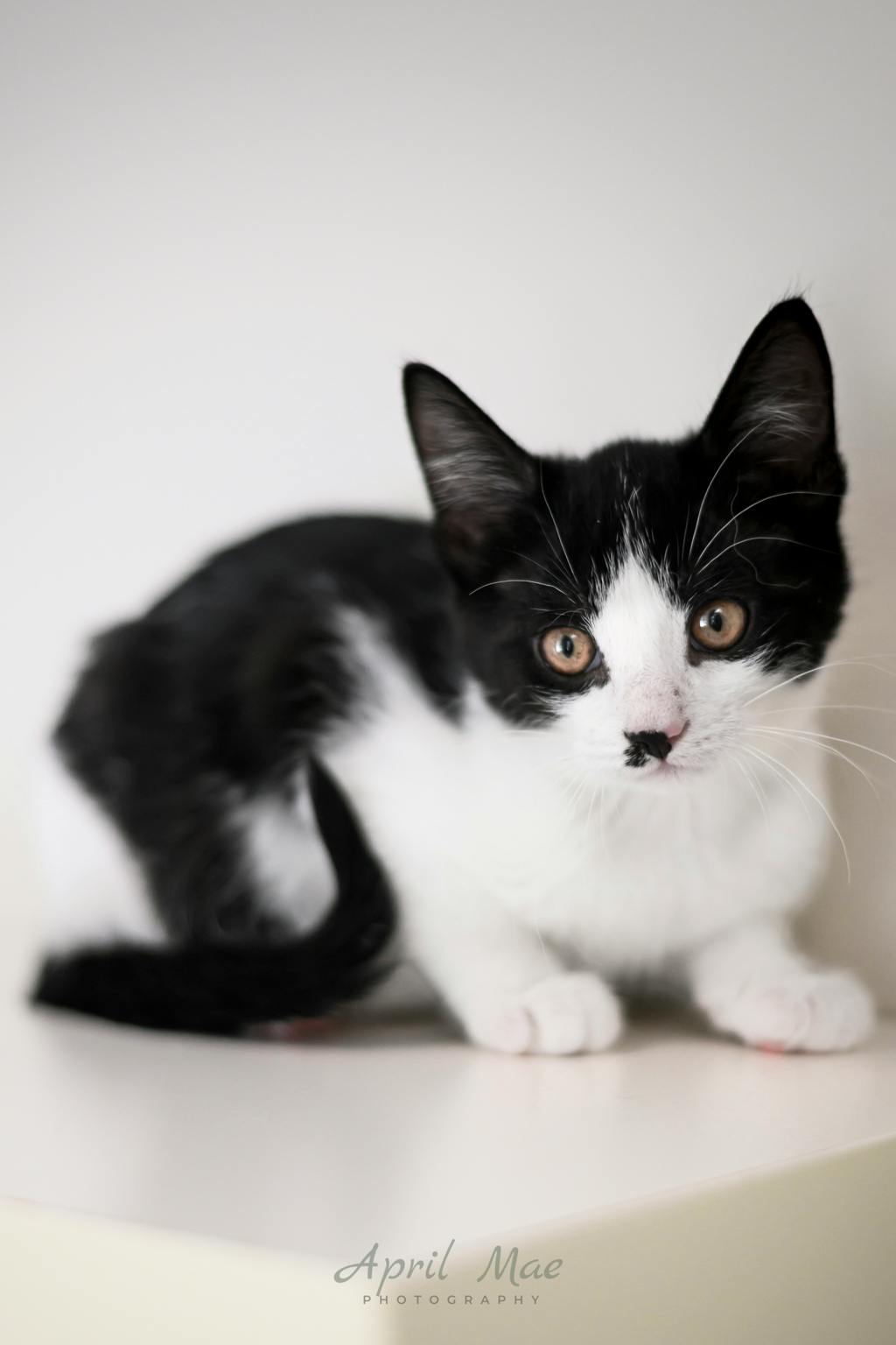 Bonnie (petsmart Orangeville) Image